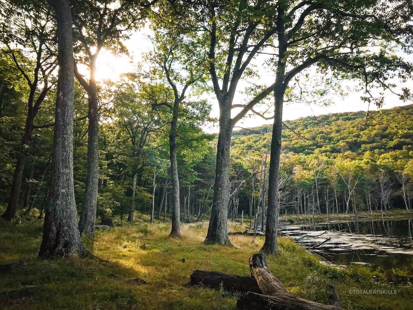 Lakeside woods at Echo Lake