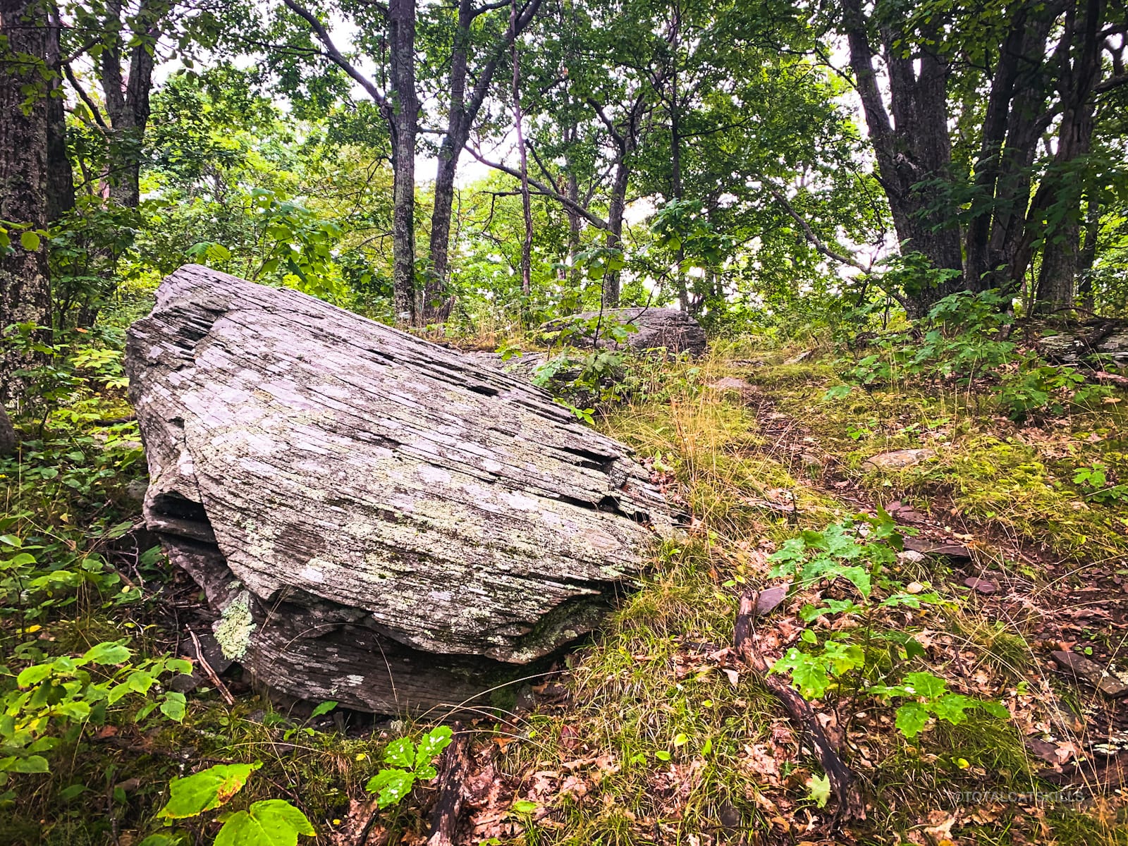 erratic boulder in woods