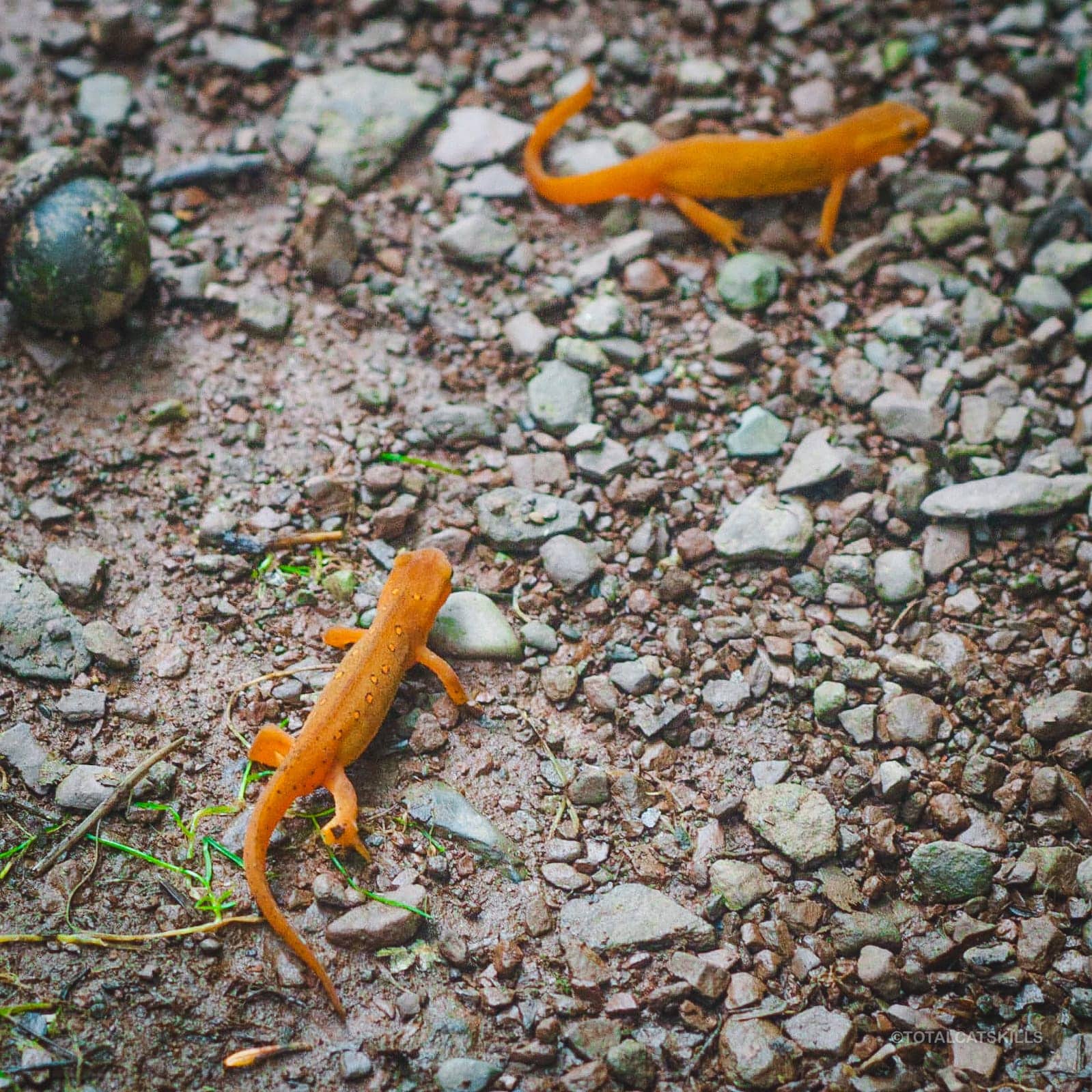 two red efts on gravel