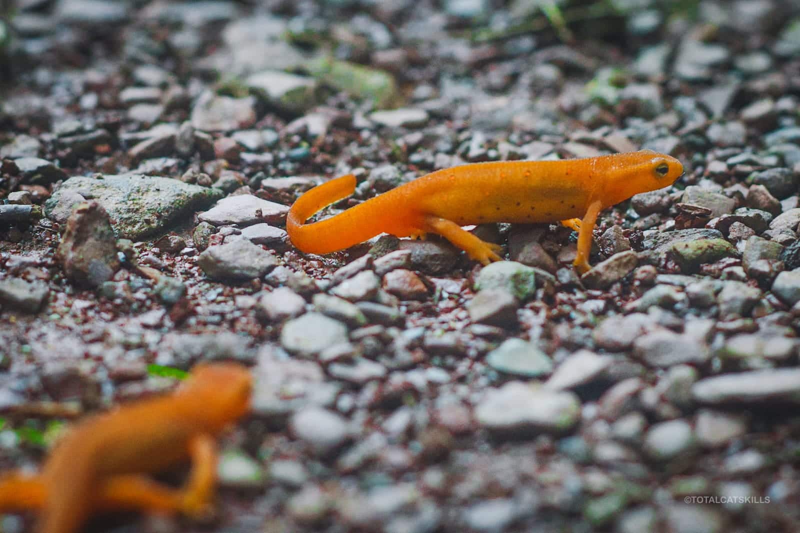 two red efts on gravel