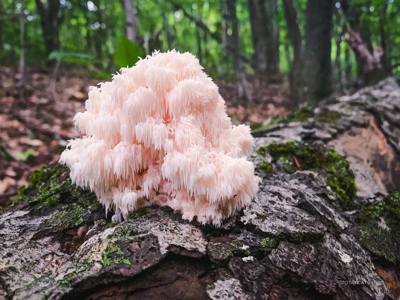 mushroom growing on stump