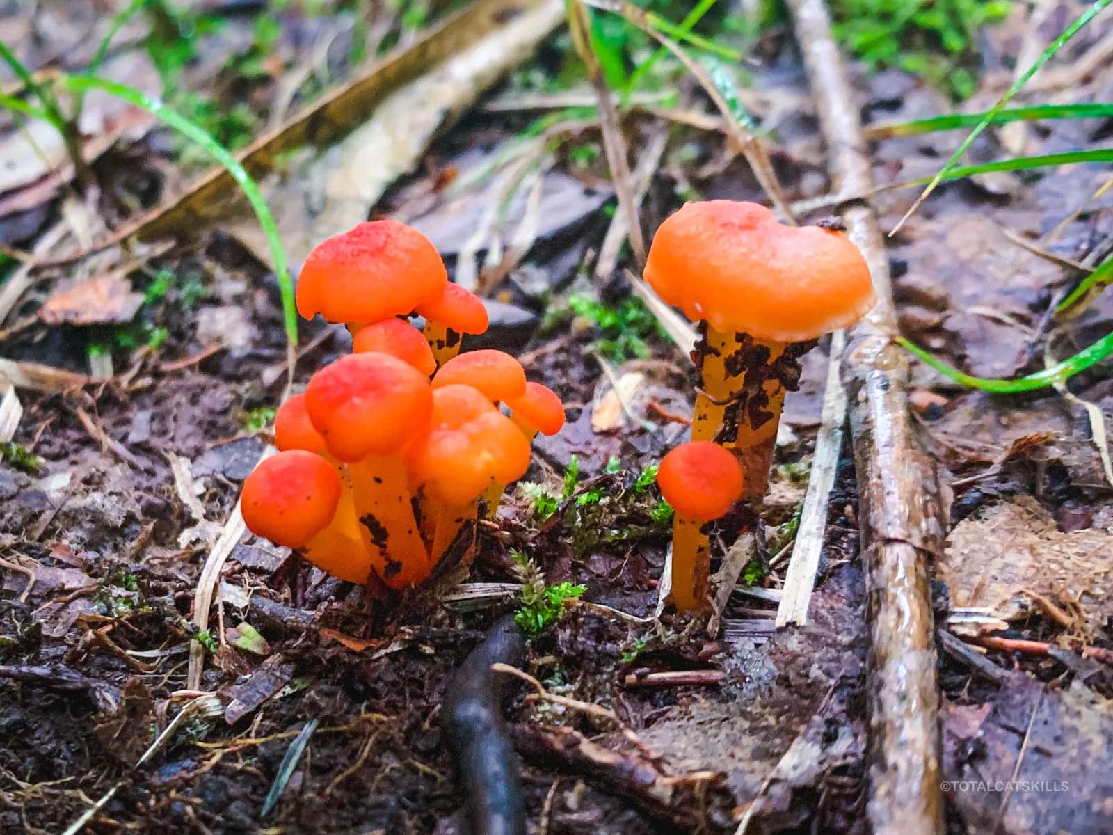 bright red wax cap mushrooms