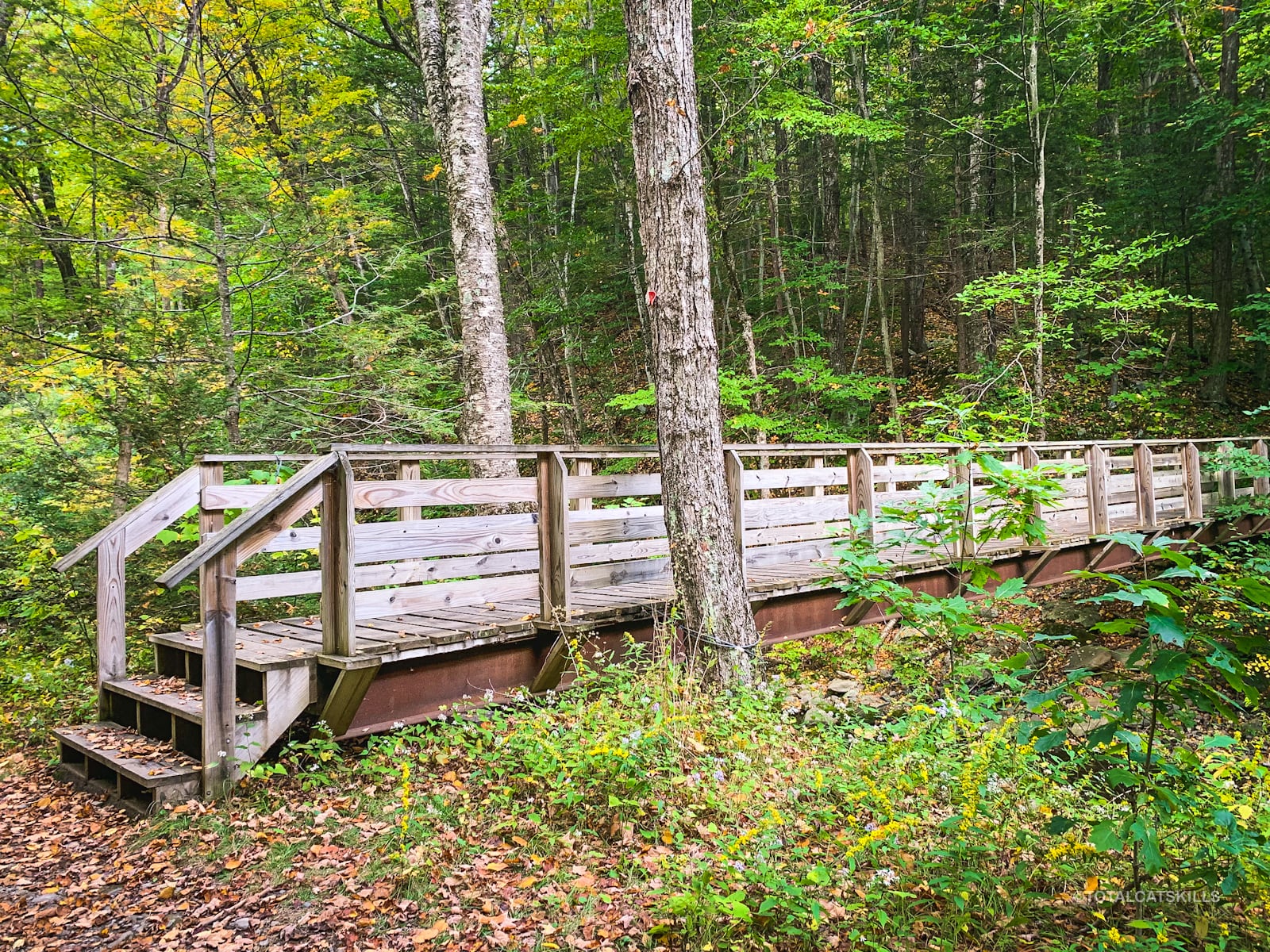 footbridge in woods