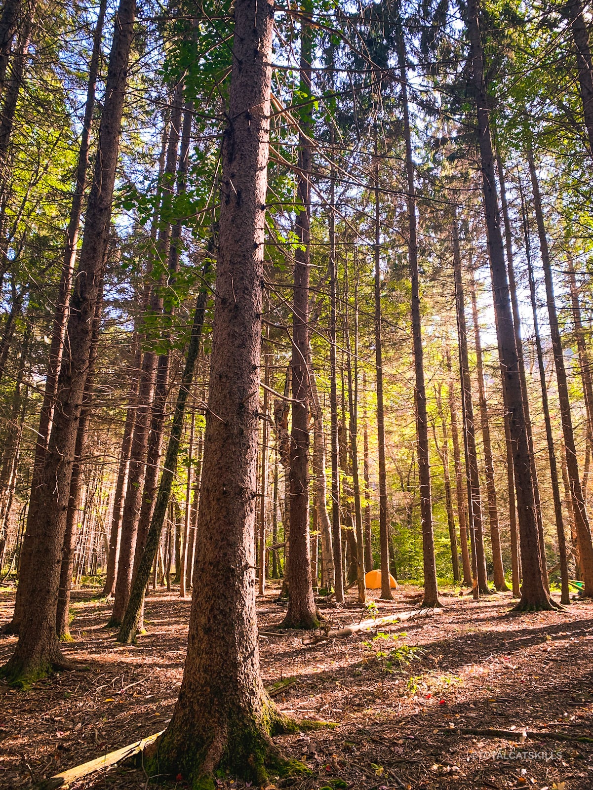 tent among tall spruce trees