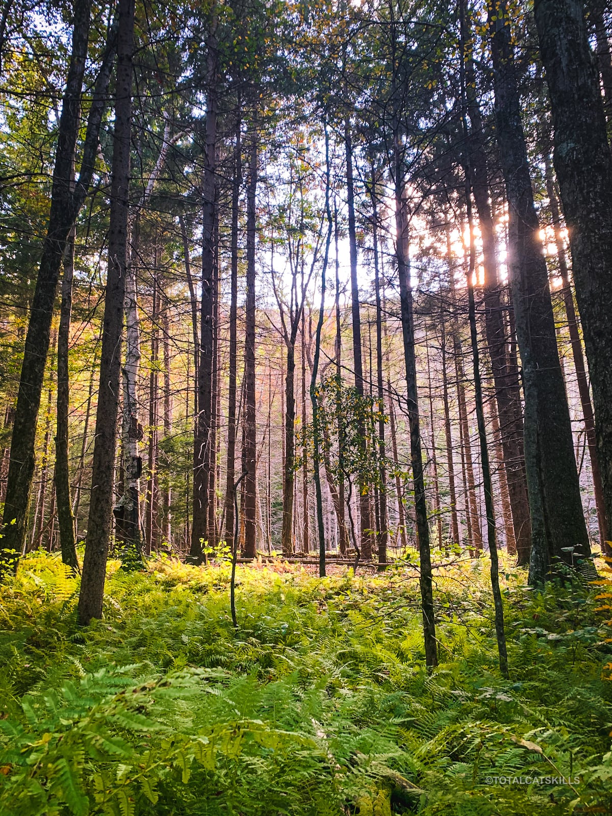 fern grove in spruce woods