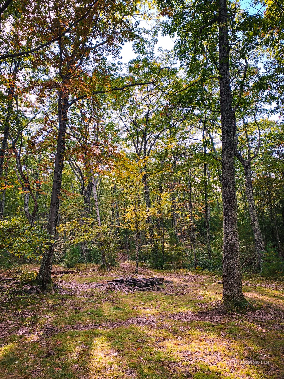 campsite in woods