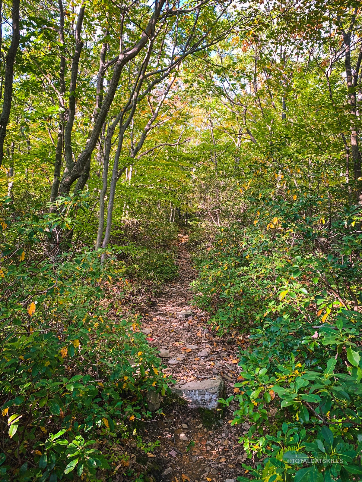 trail