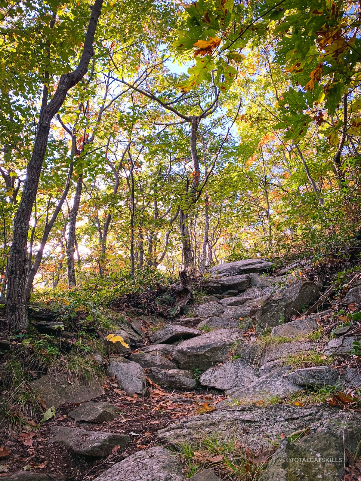 rocky trail in woods