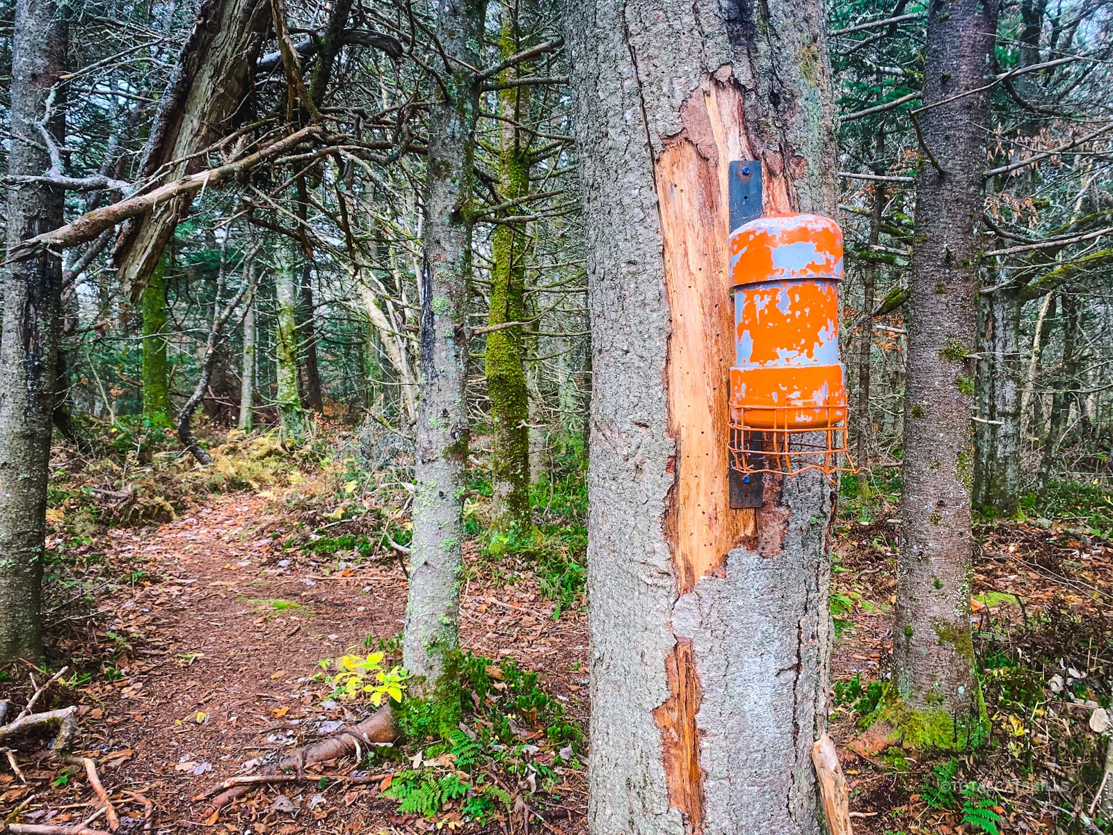 orange canister on tree trunk