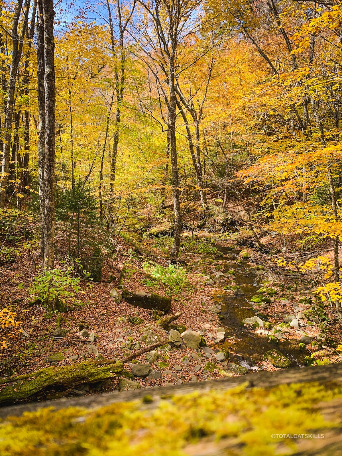 fall foliage on trail