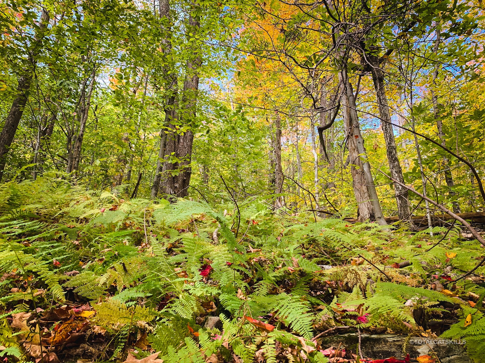 rusk fern stand