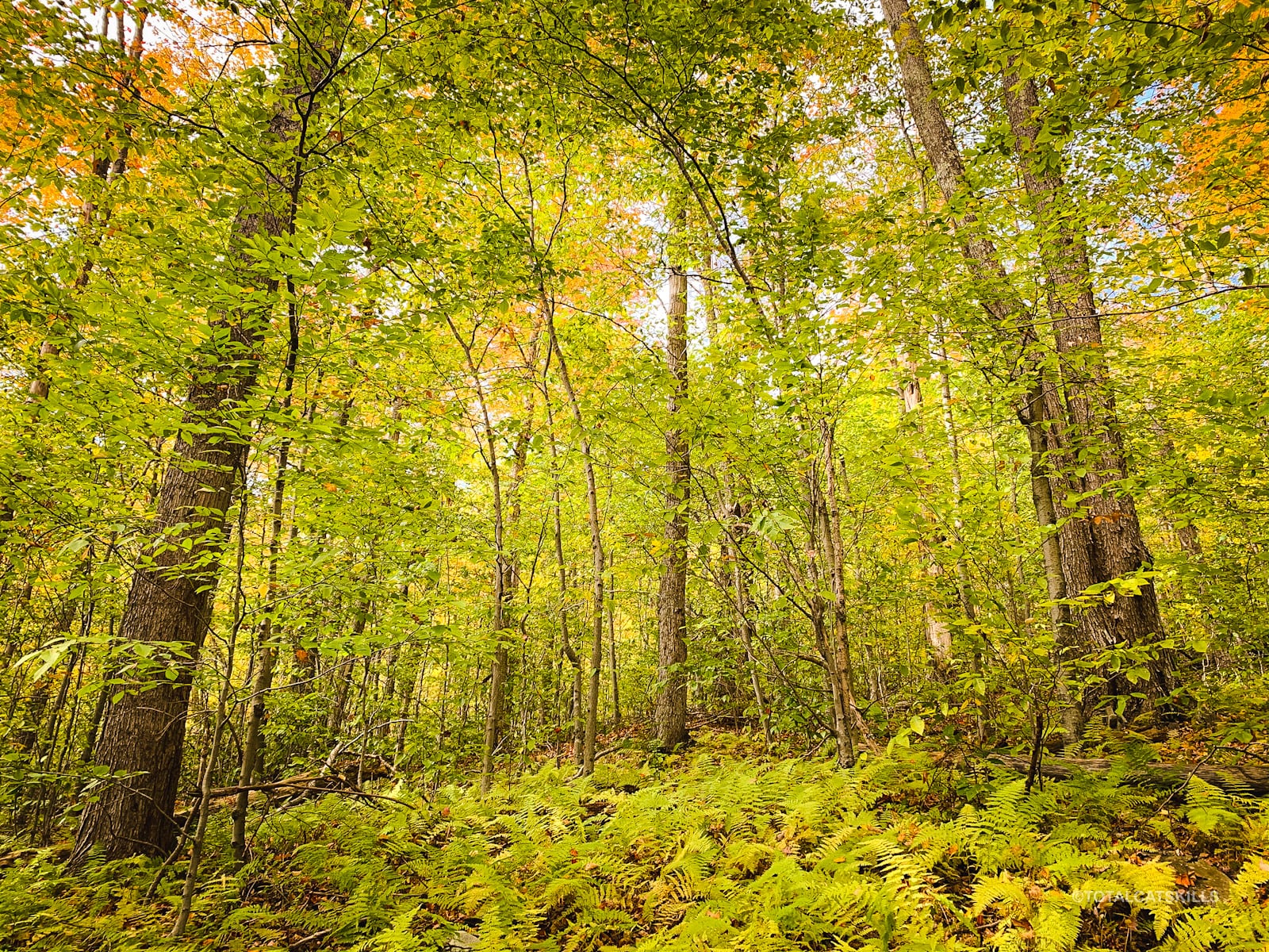 autumnal woods