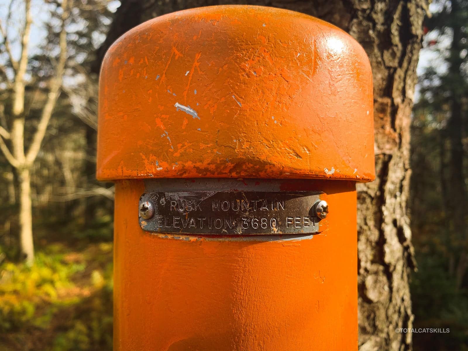 orange canister affixed to tree