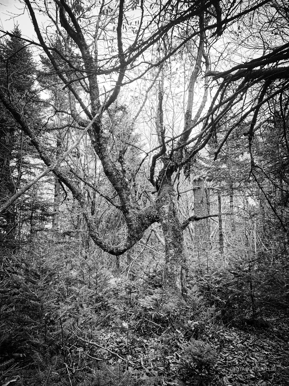 creepy tree in black and white