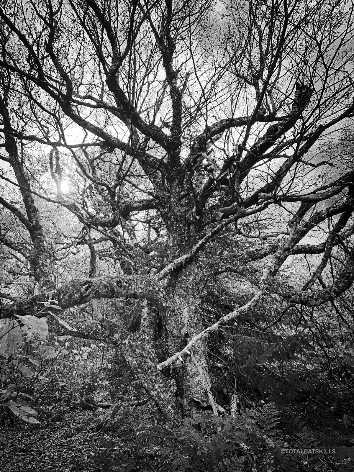 creepy tree