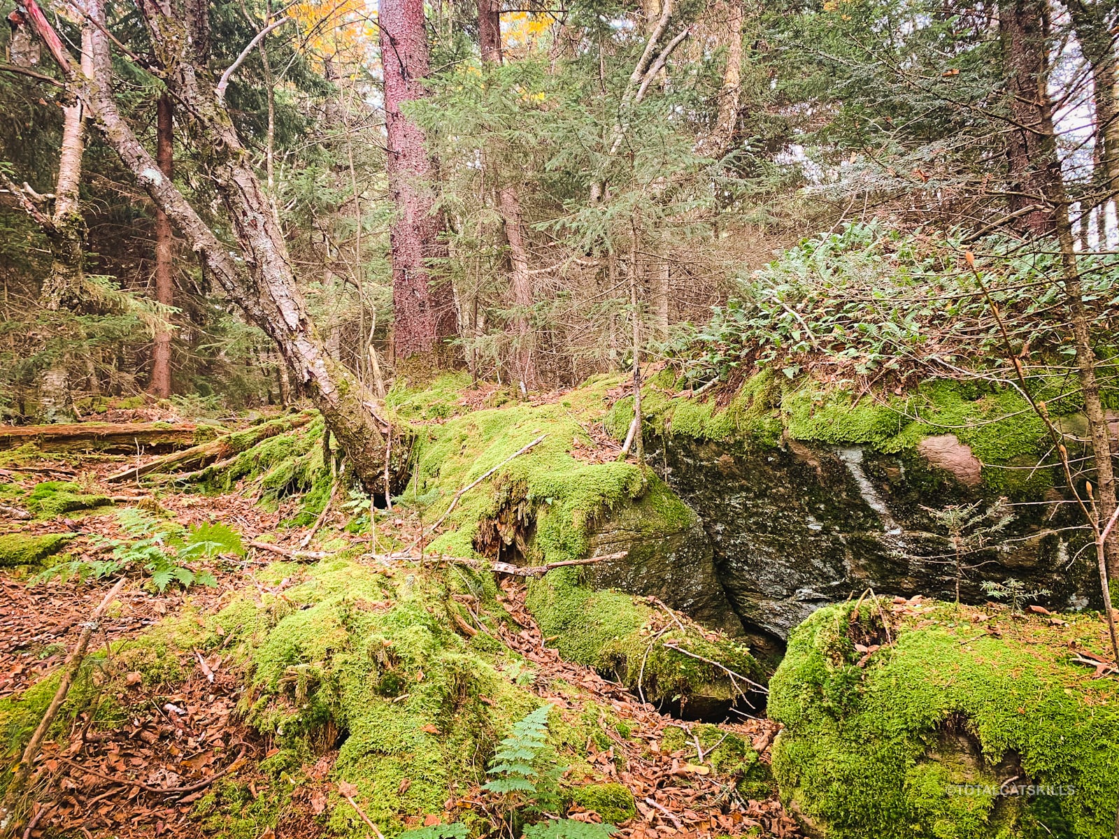 mossy woods and boulders