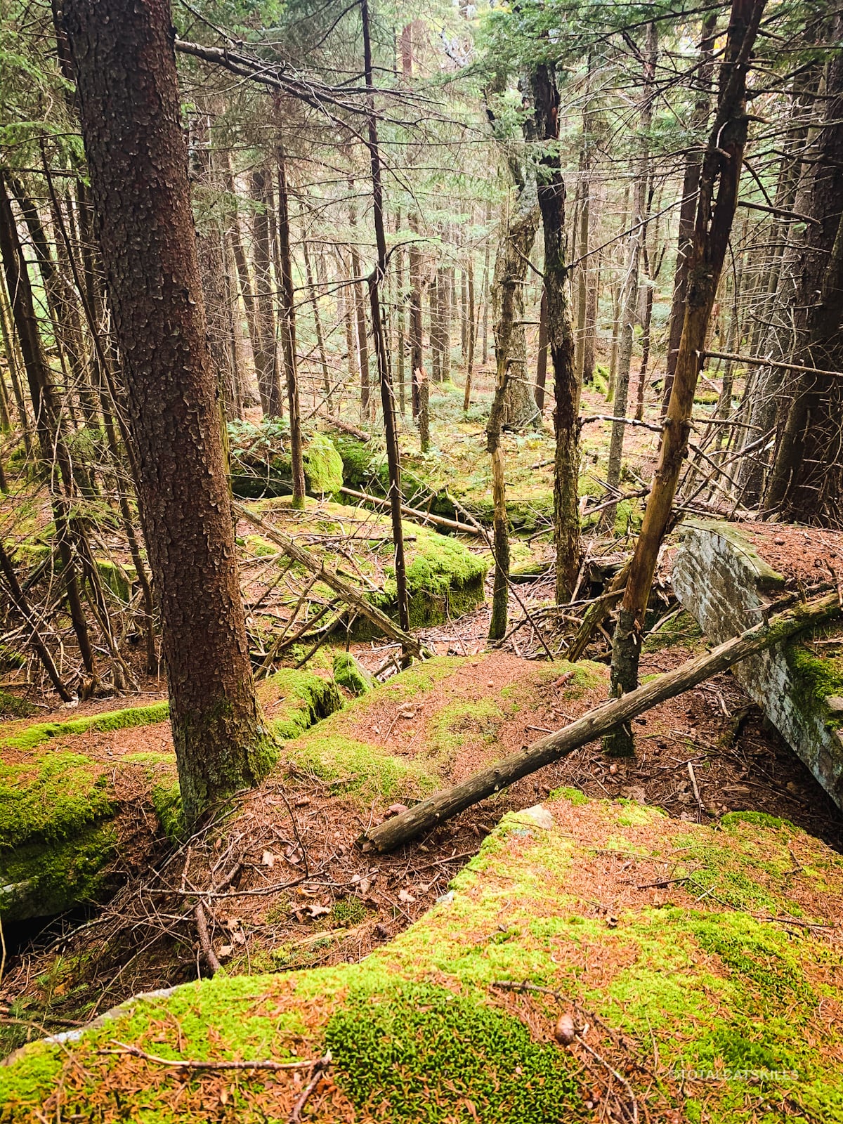East Rusk Summit