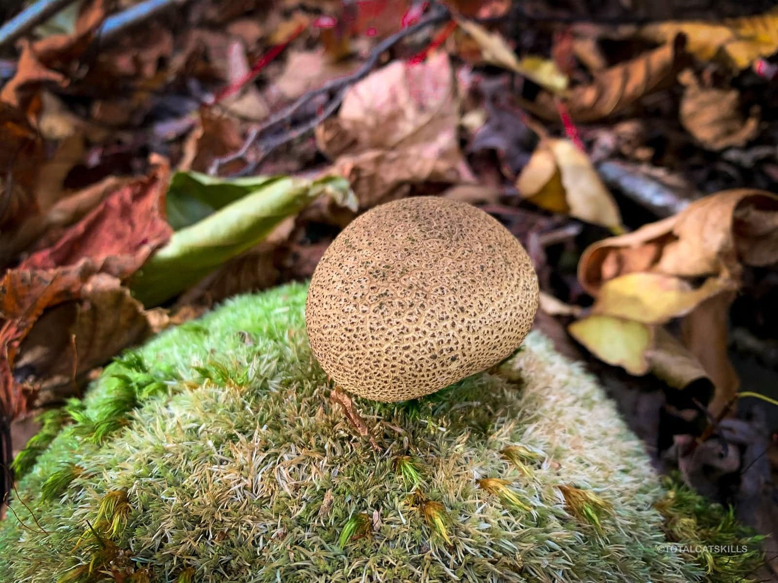 puffball sitting on rock