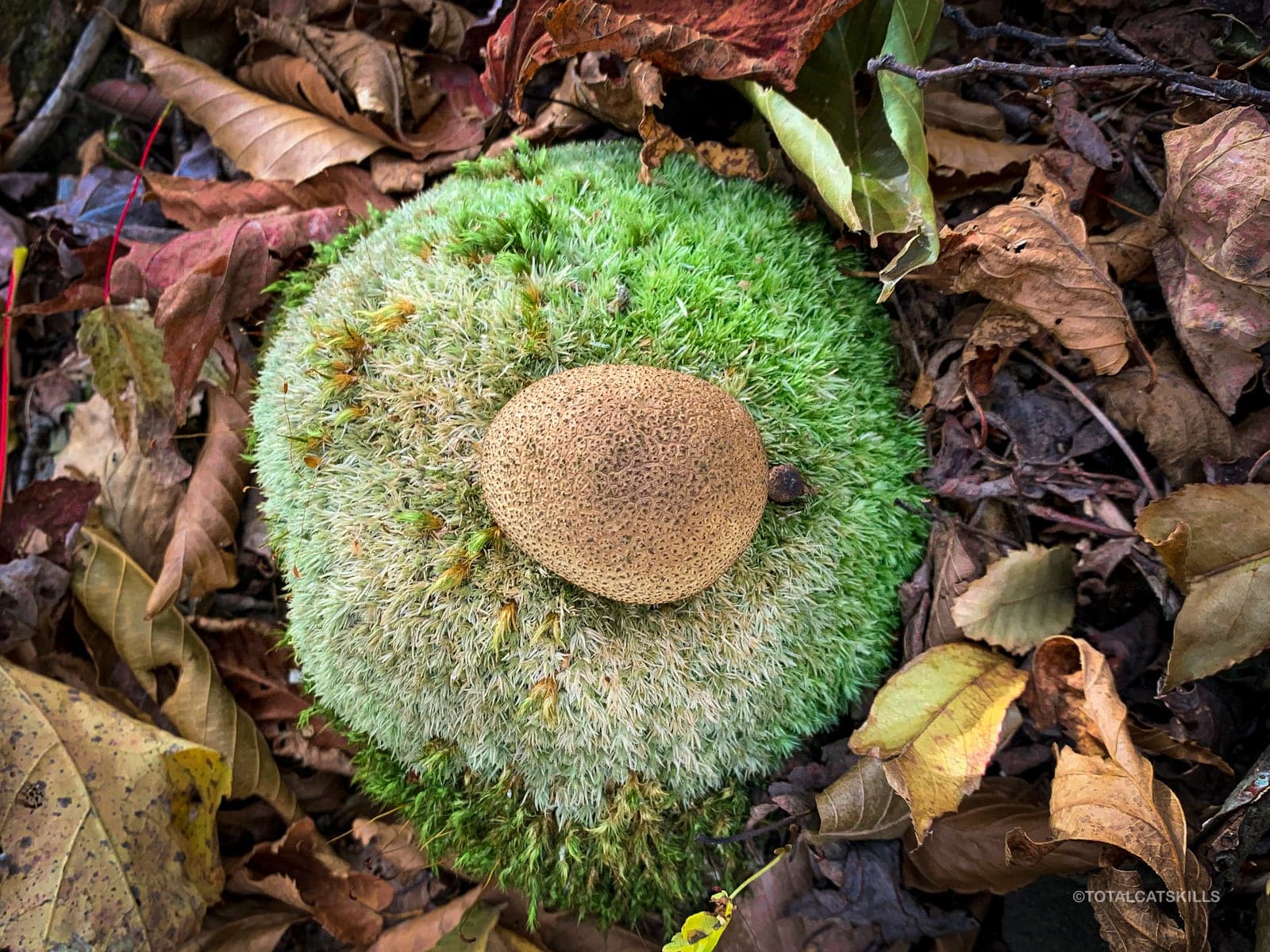 puffball mushroom