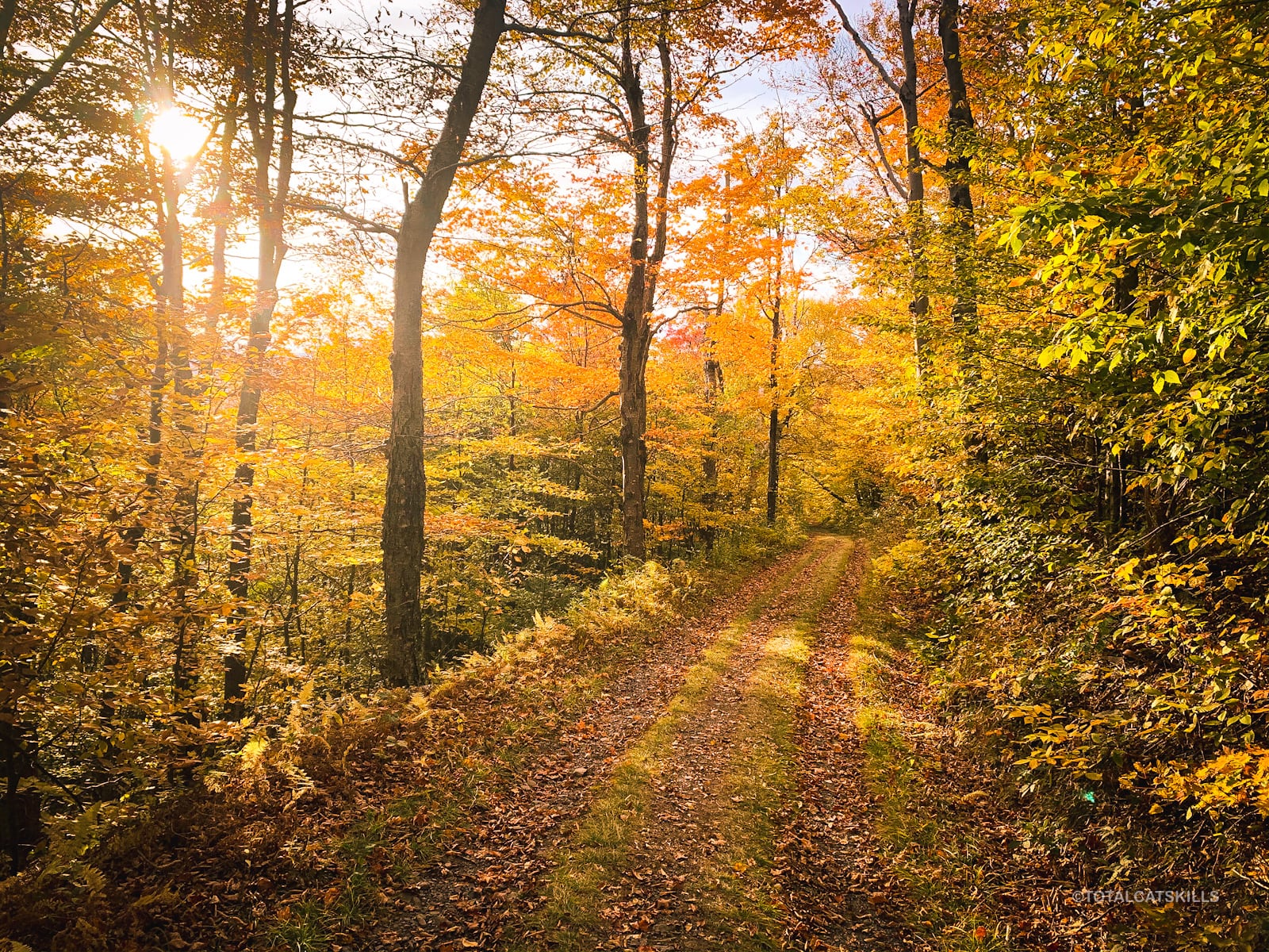 autumnal trail