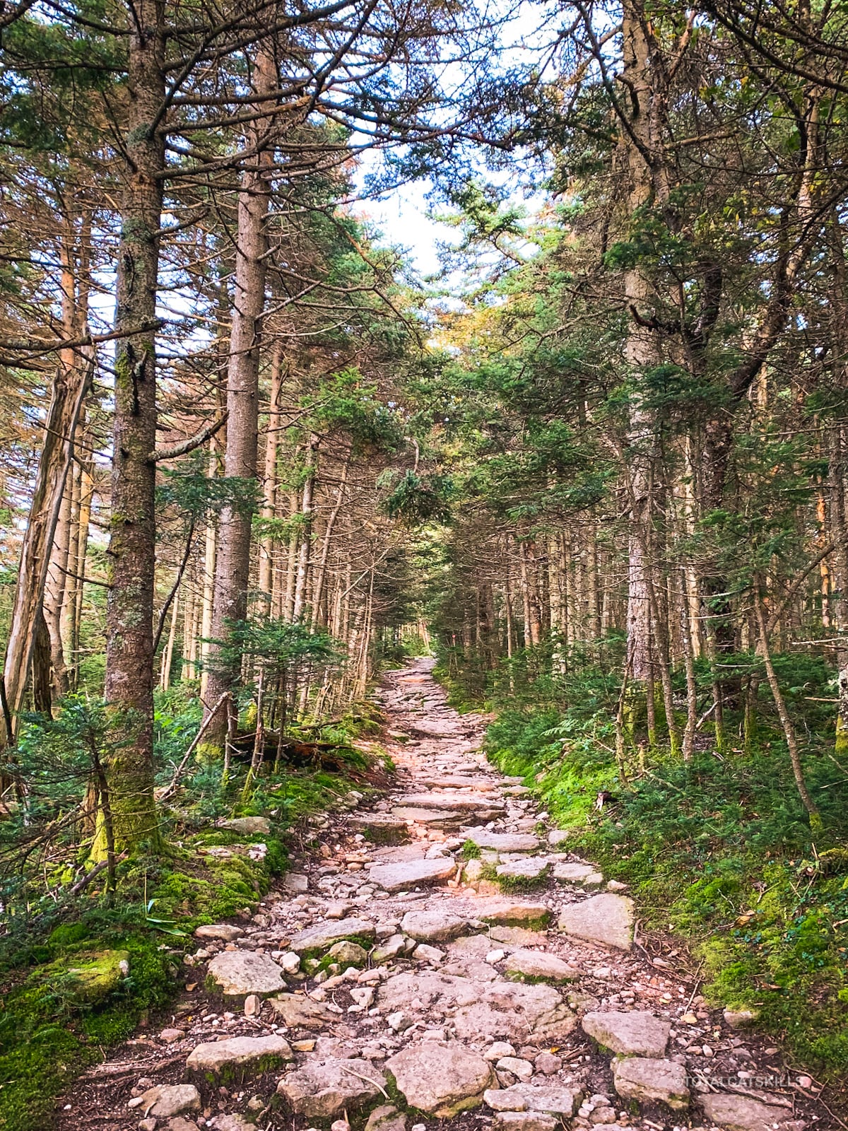 trail through spruce woods