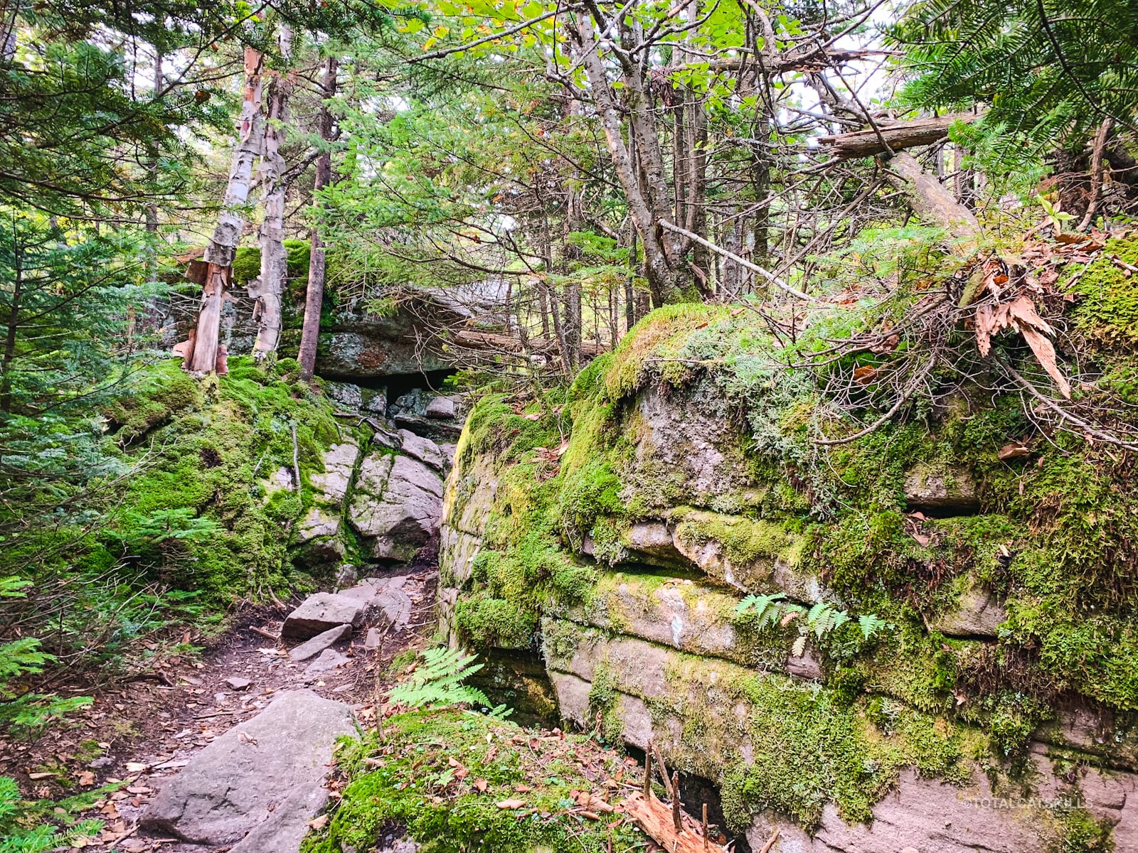 rocky mossy trail