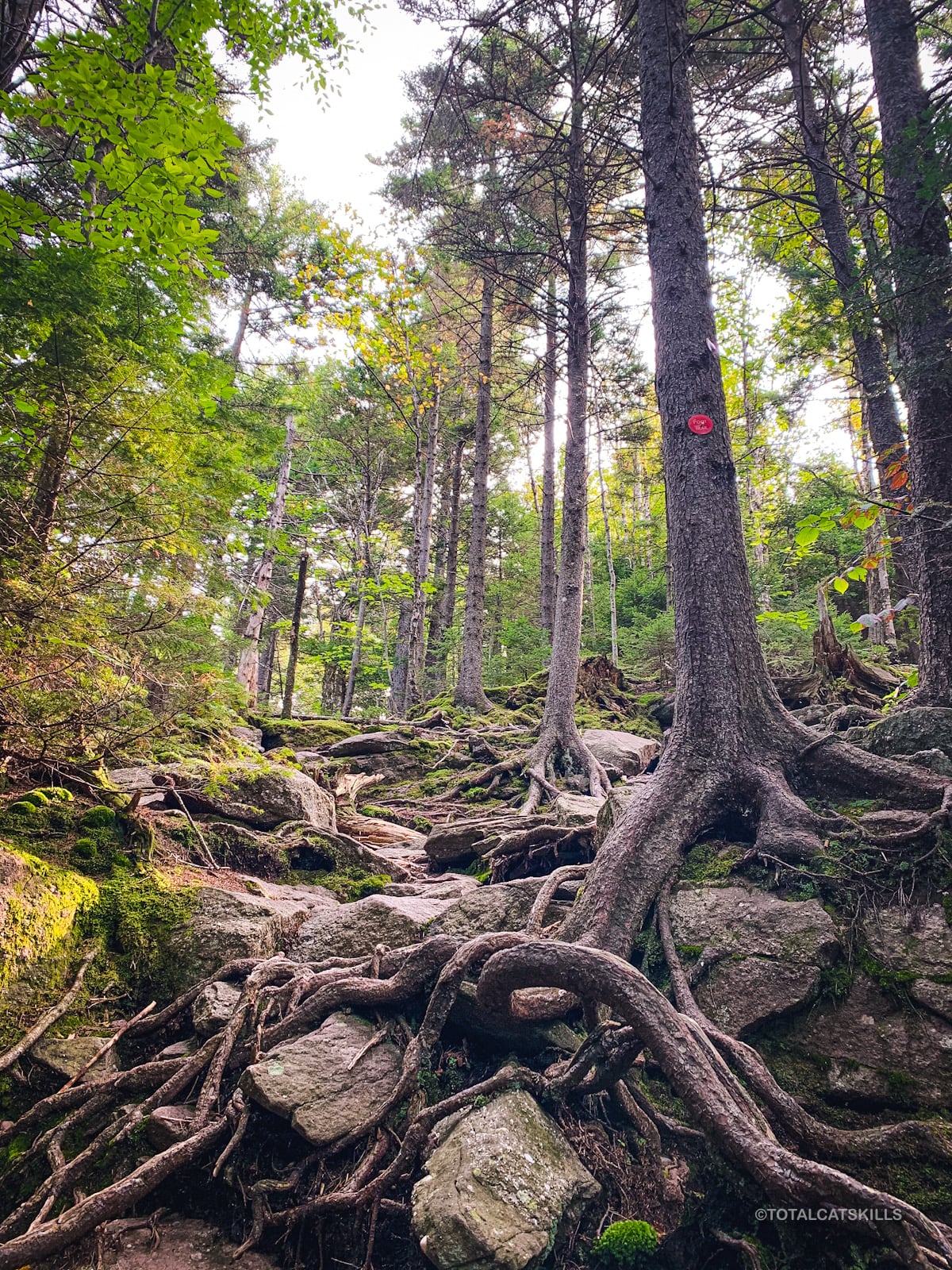 rocky trail in wood