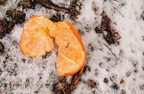 discarded orange peel sitting on snowy ground