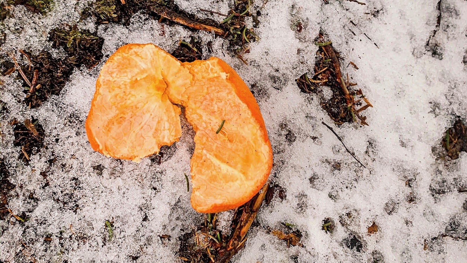 discarded orange peel sitting on snowy ground