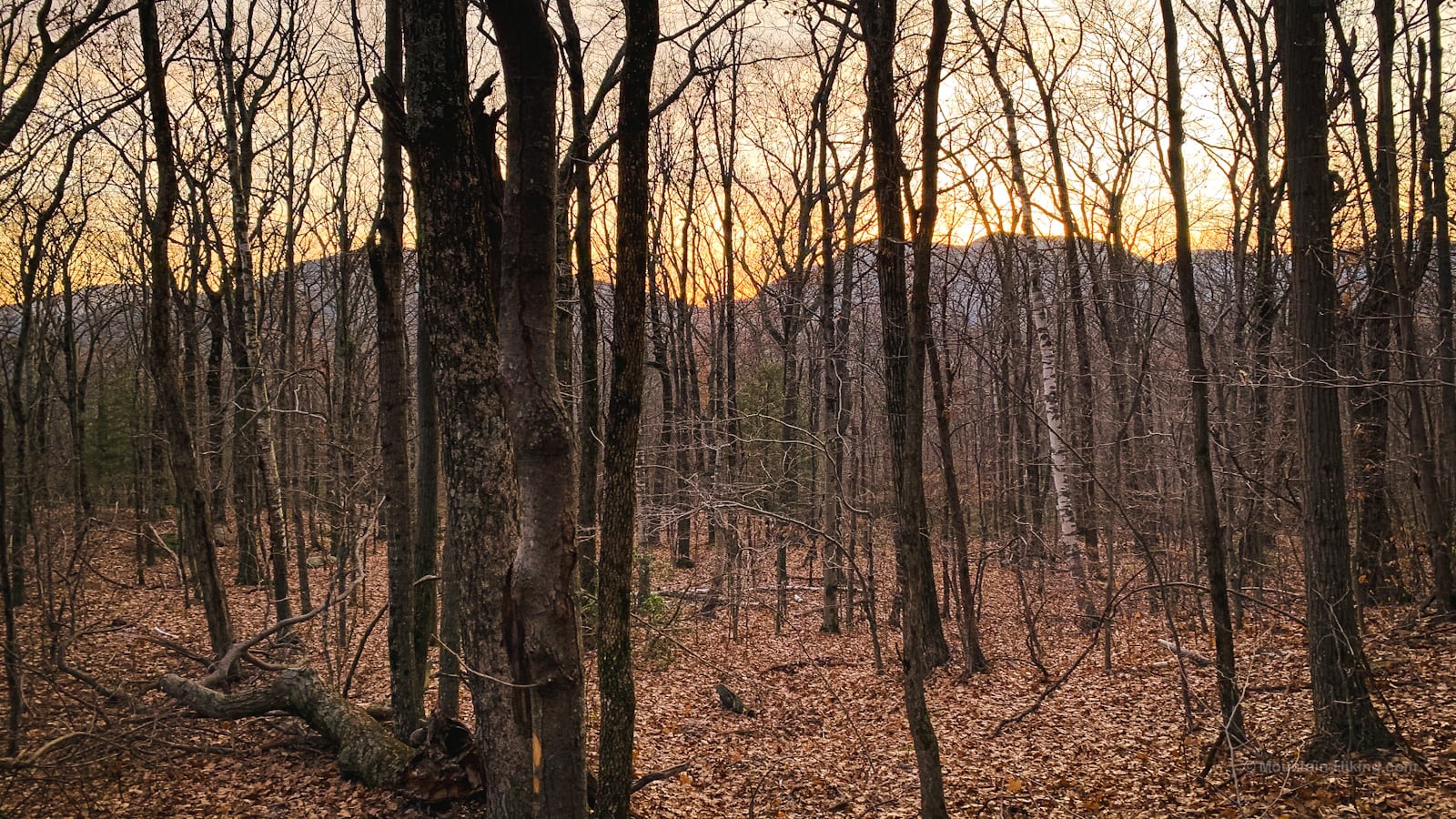 Huckleberry Point Trail: screened sundown view of mountains through trees