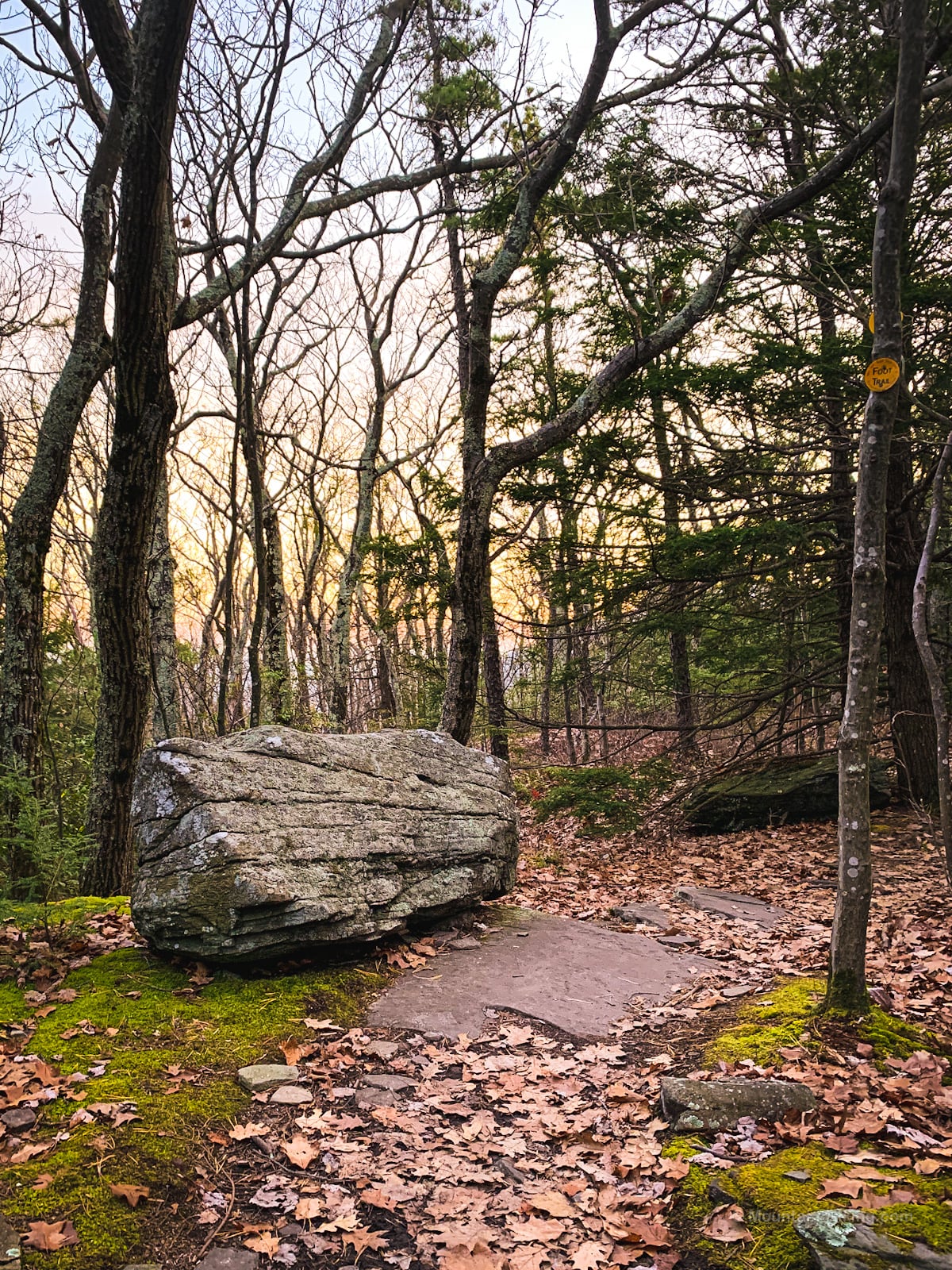 Huckleberry Point Trail: glacial erratic in woods