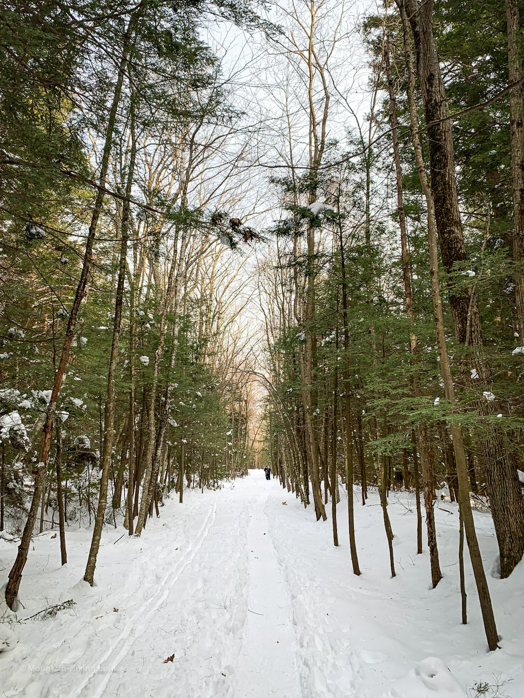 snowy trail in winter woods Kaaterskill Rail Trail