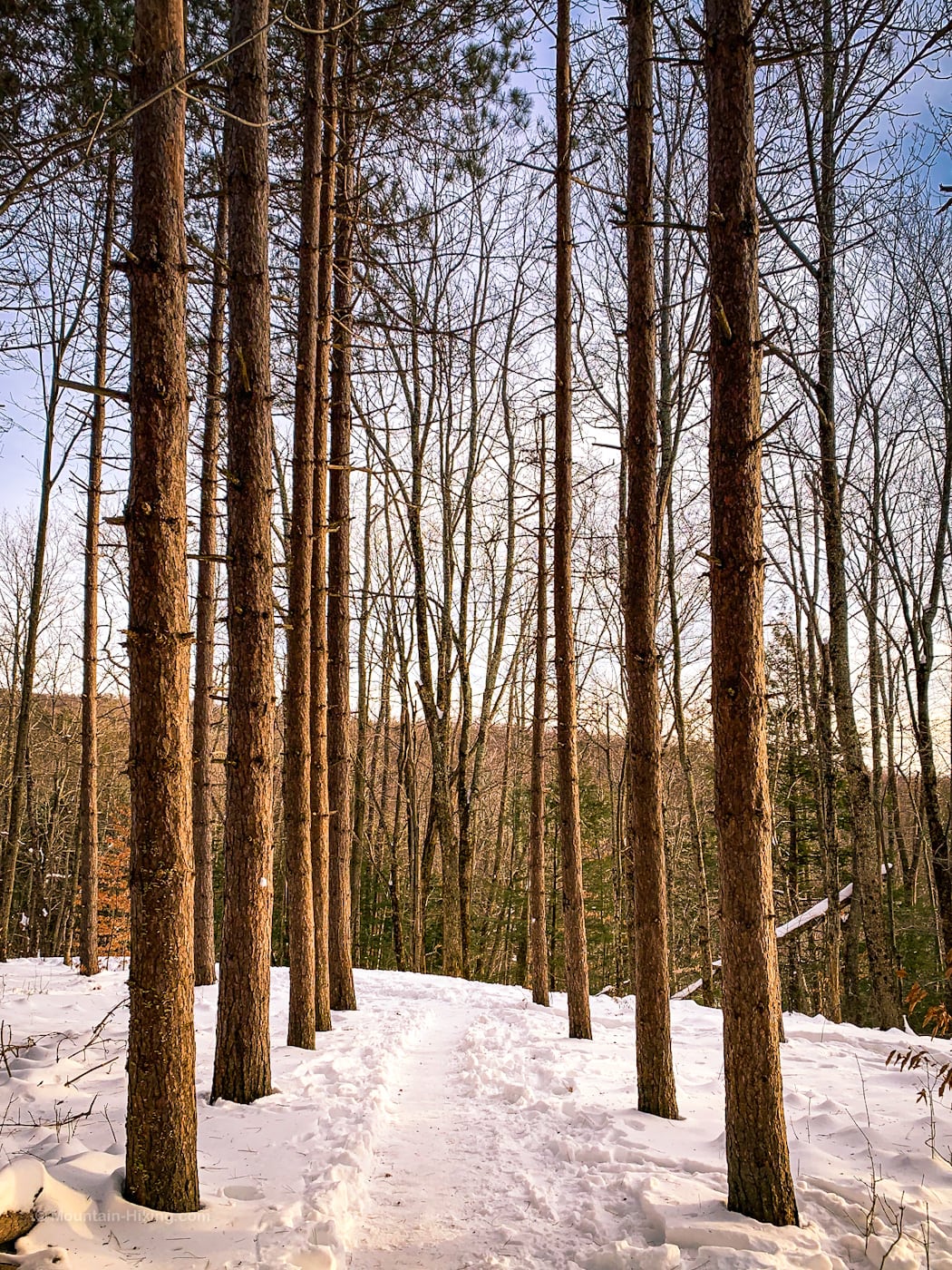 grove of trees in snow