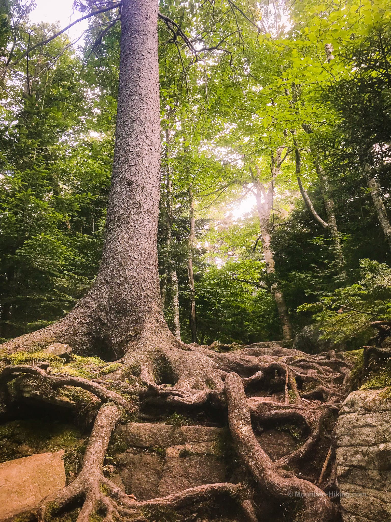 old tree with roots exposed
