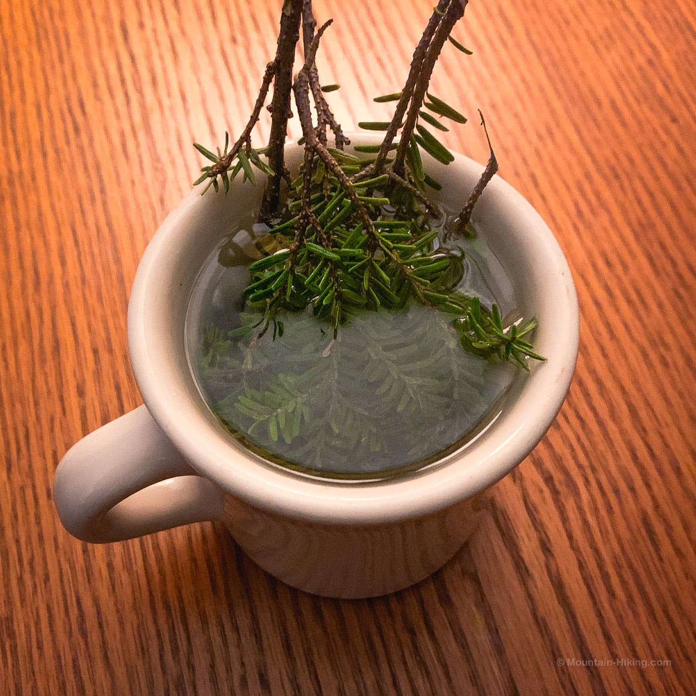 brewing pine needle tea / hemlock twigs in hot water