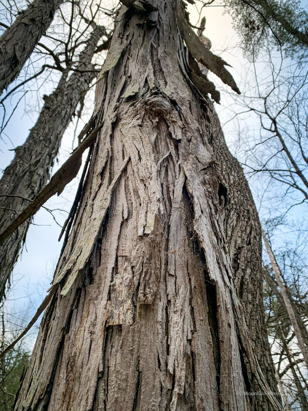 Shagbark Hickory tree