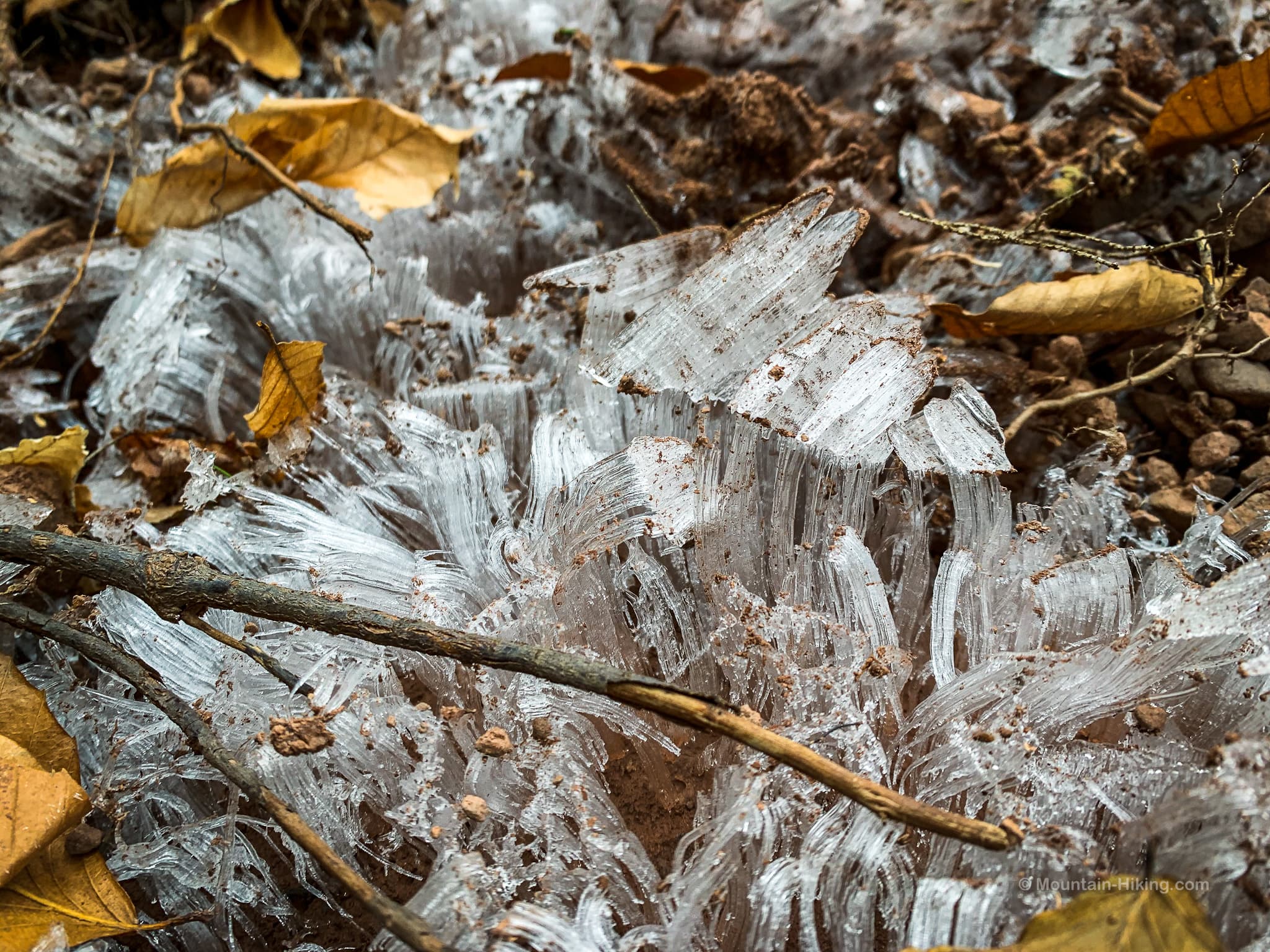 close-up of needle ice