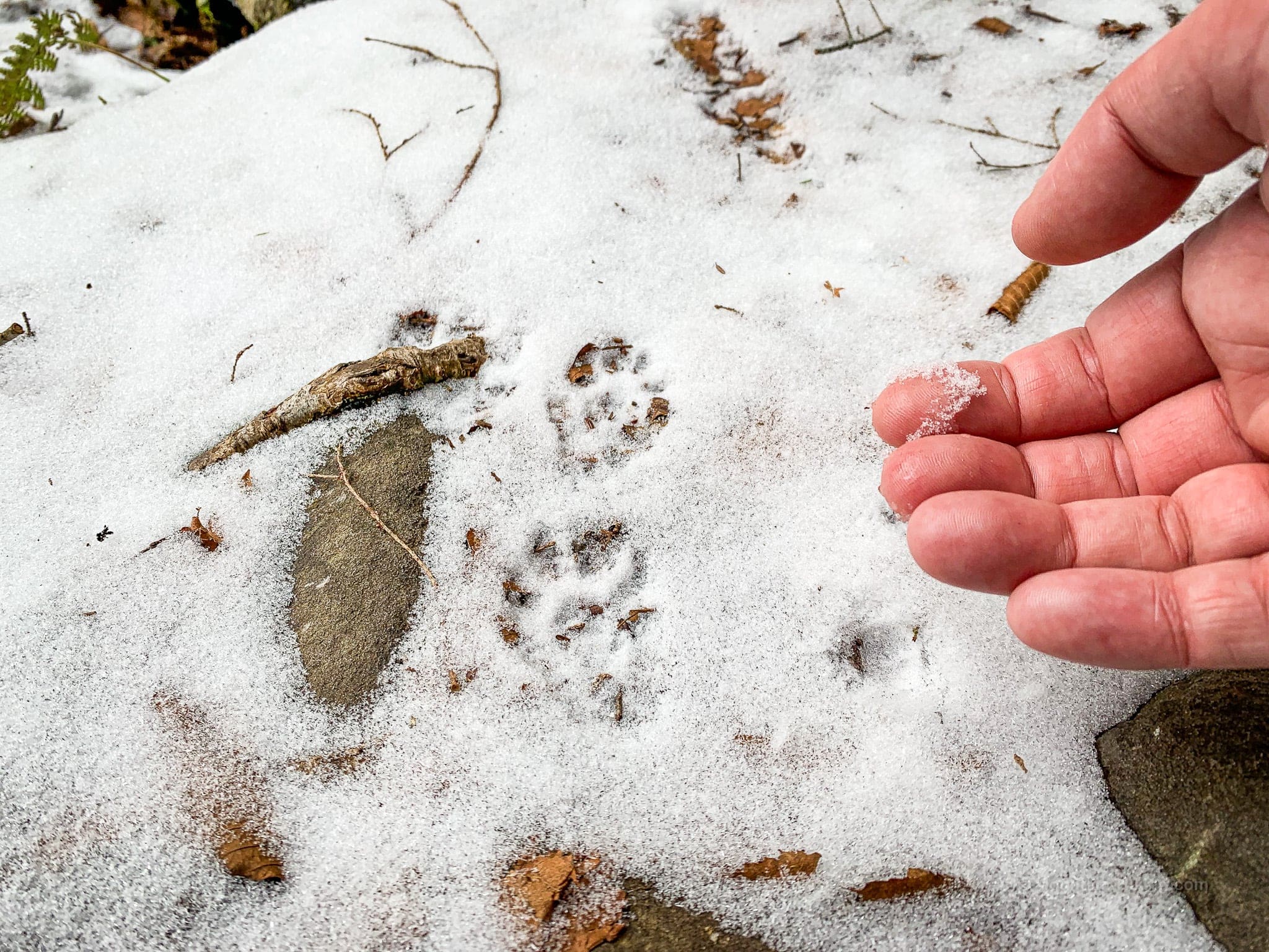animal prints in snow with human hand for scale