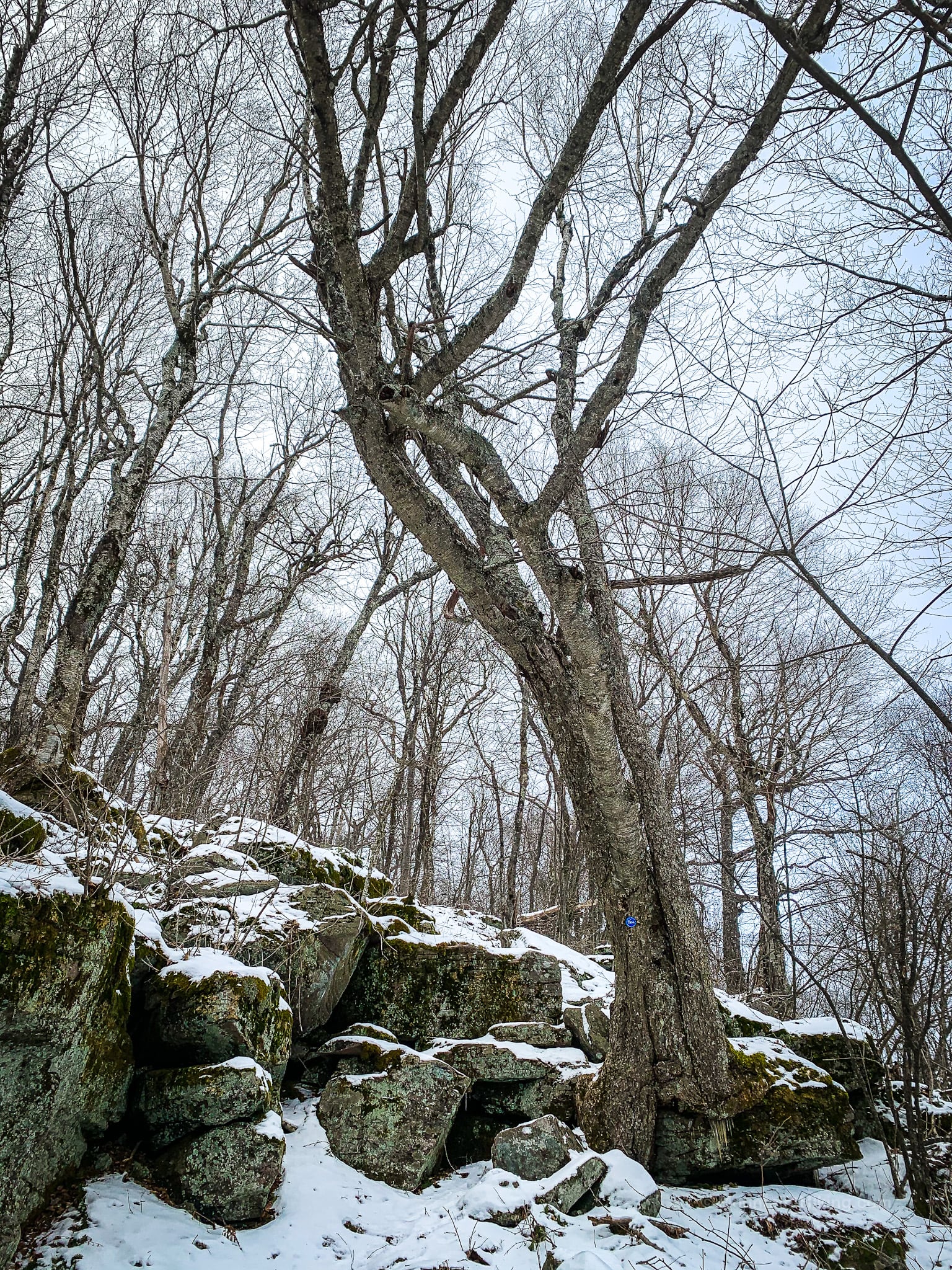 bare tree on a steep rocky ridge of eagle mountain