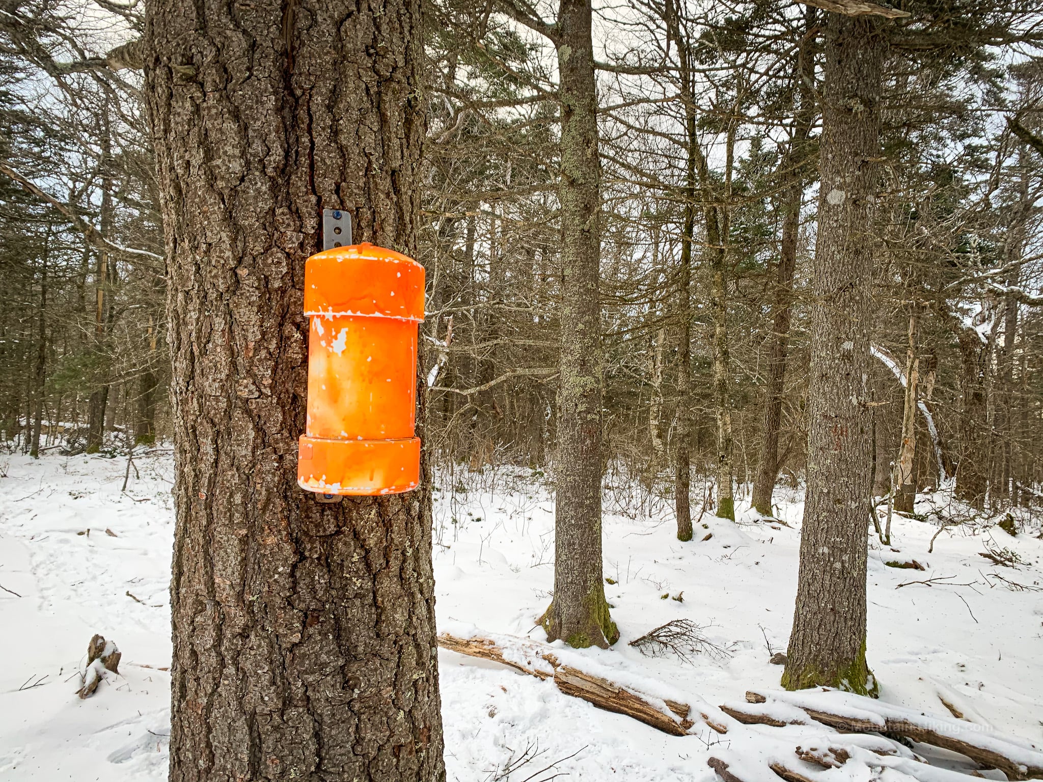 eagle mountain / orange canister affixed to tree