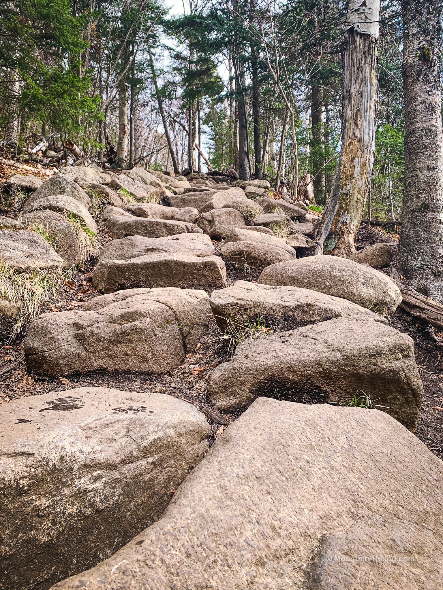 rock steps in woods