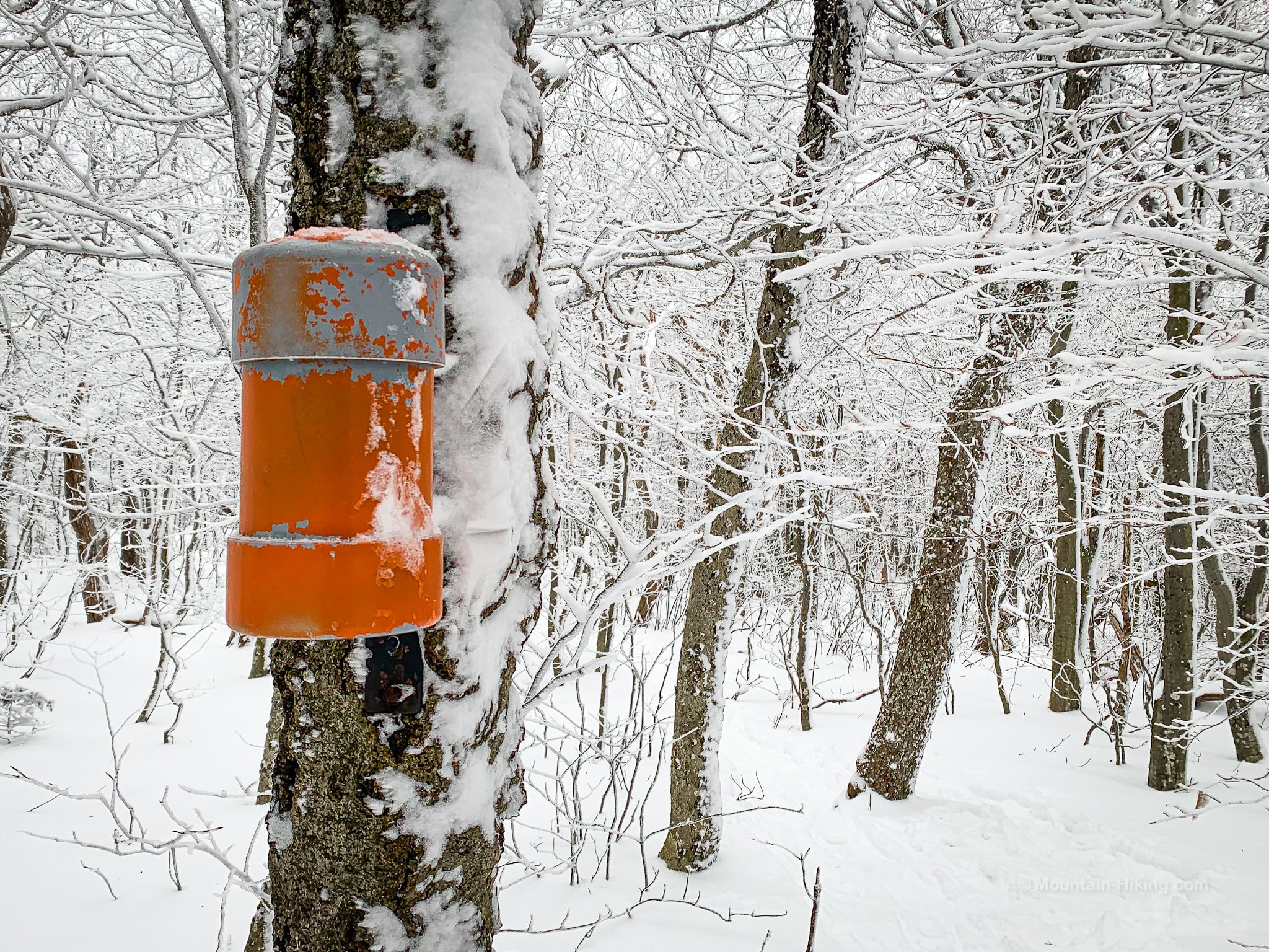 orange canister affixed to tree trunk