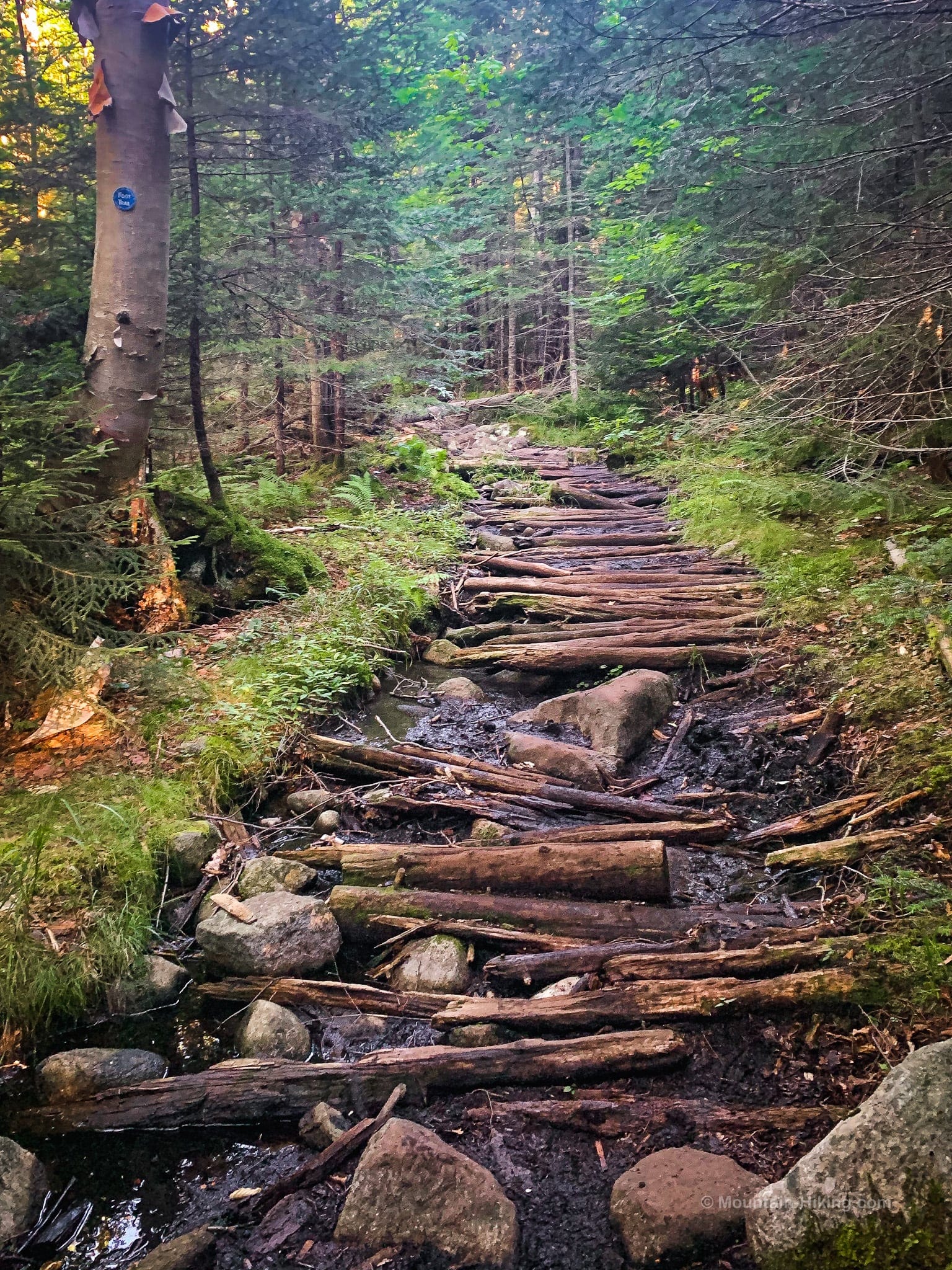 logs on trail