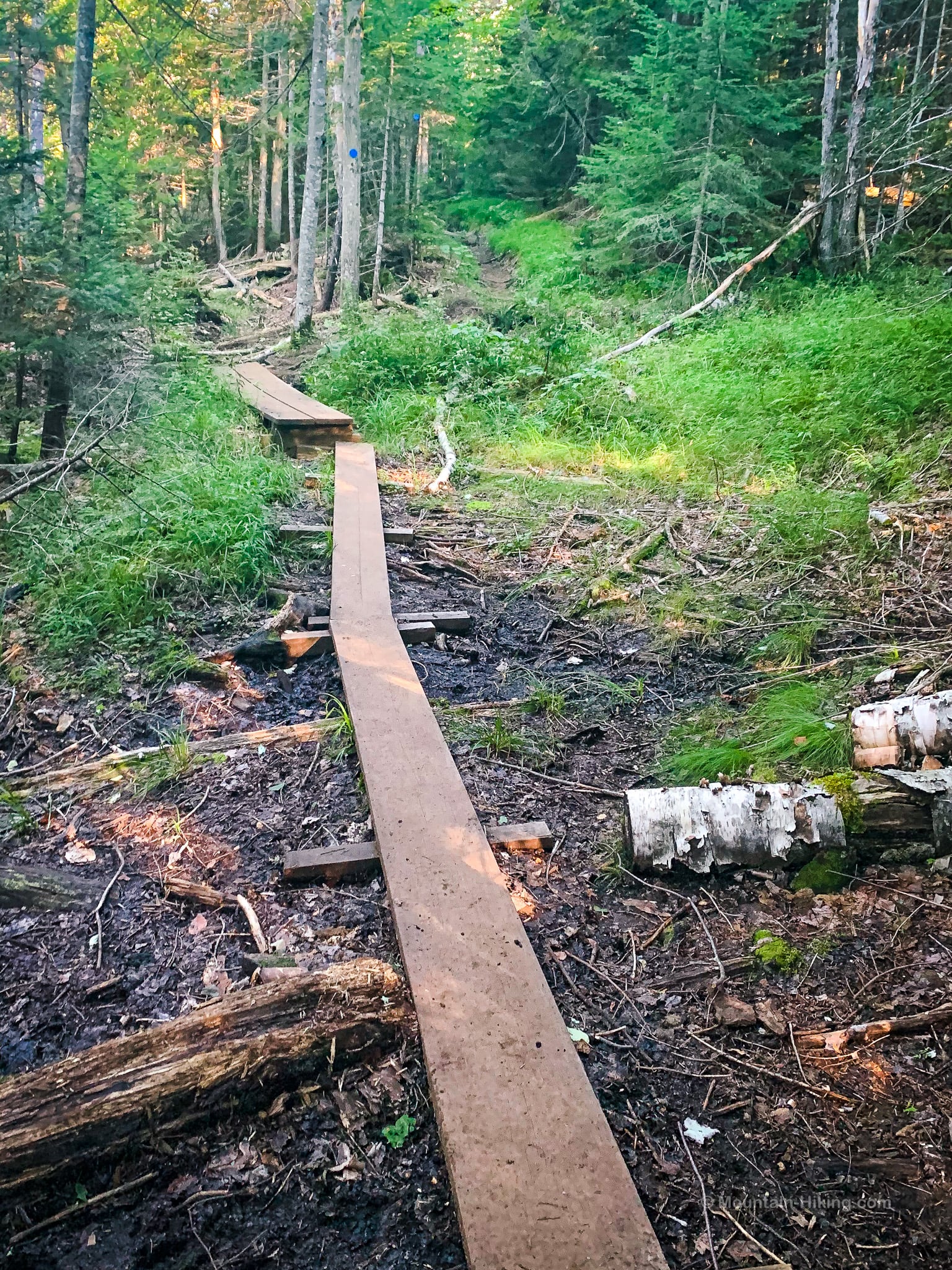 narrow boardwalk in woods