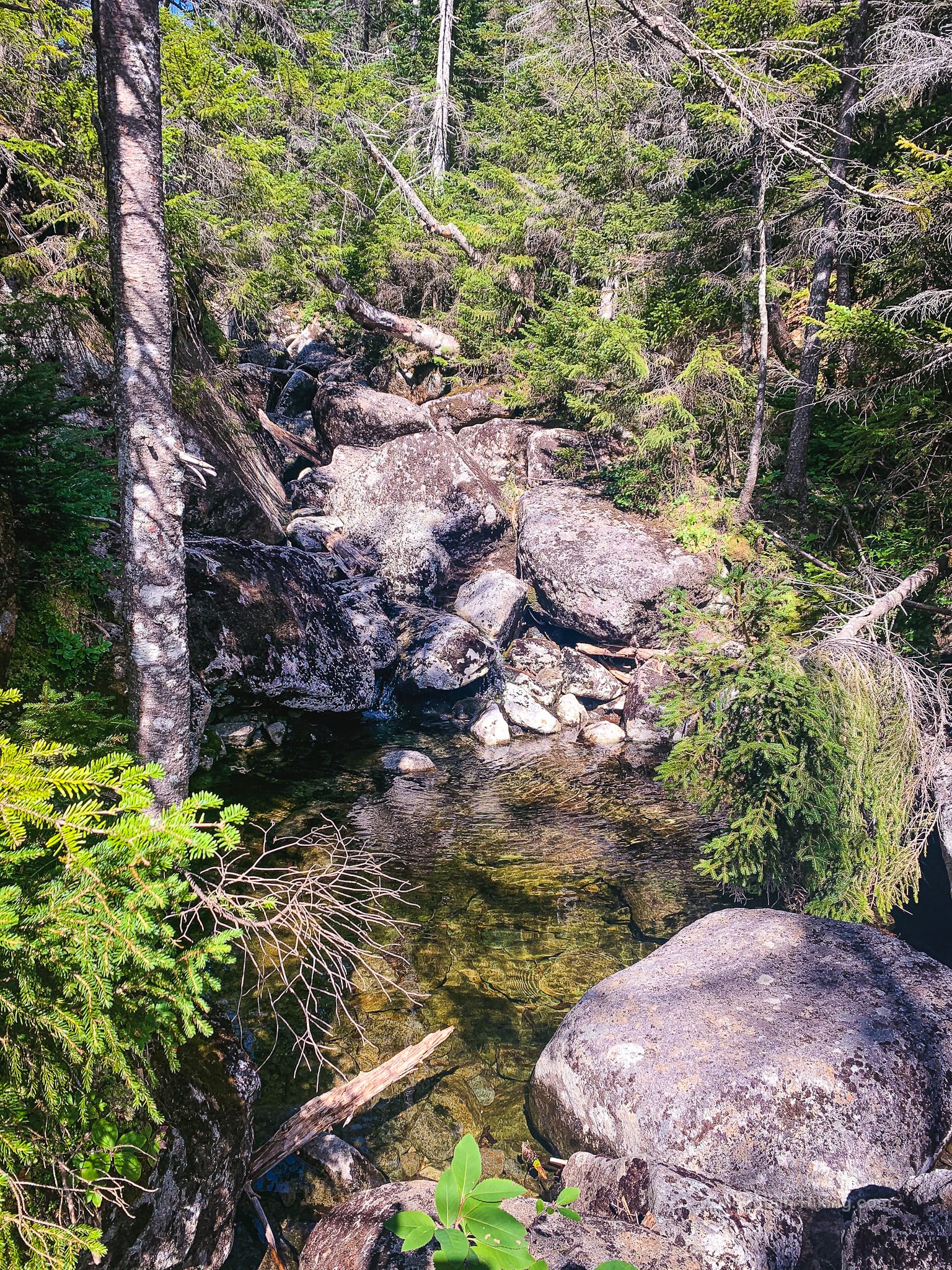 stream pool in woods
