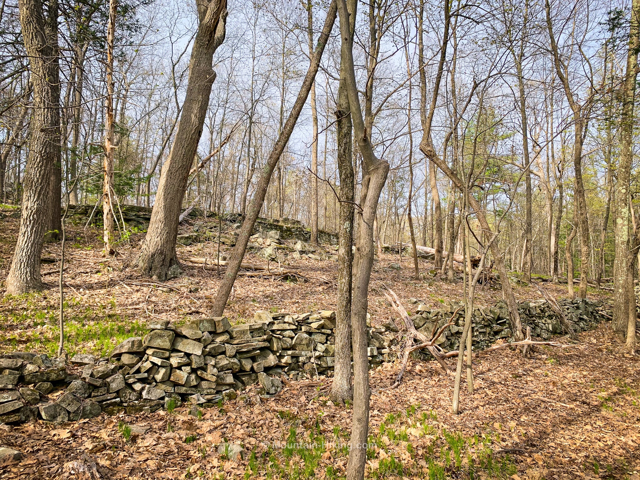 stone wall in woods