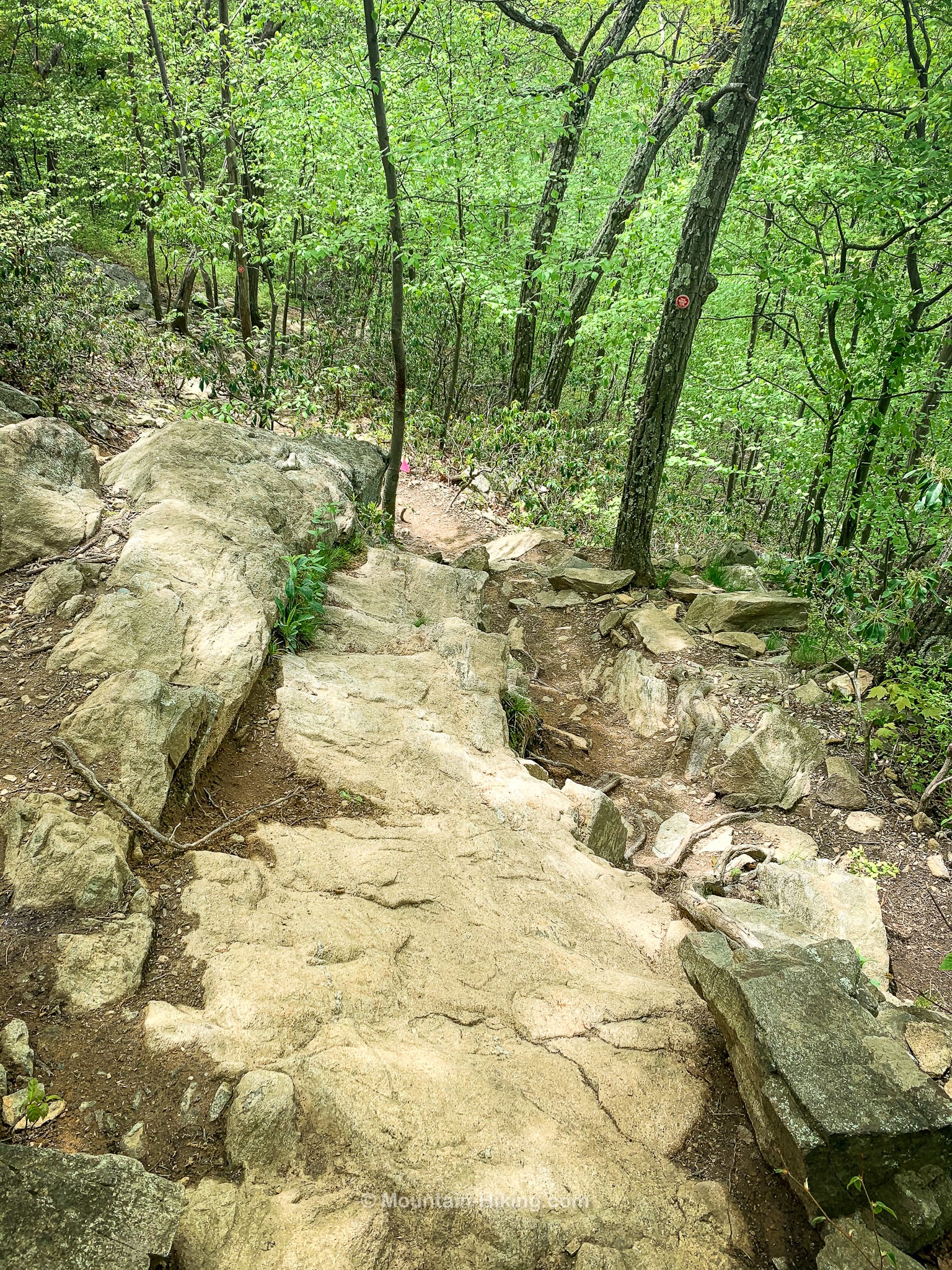 stone steps in woods, descending