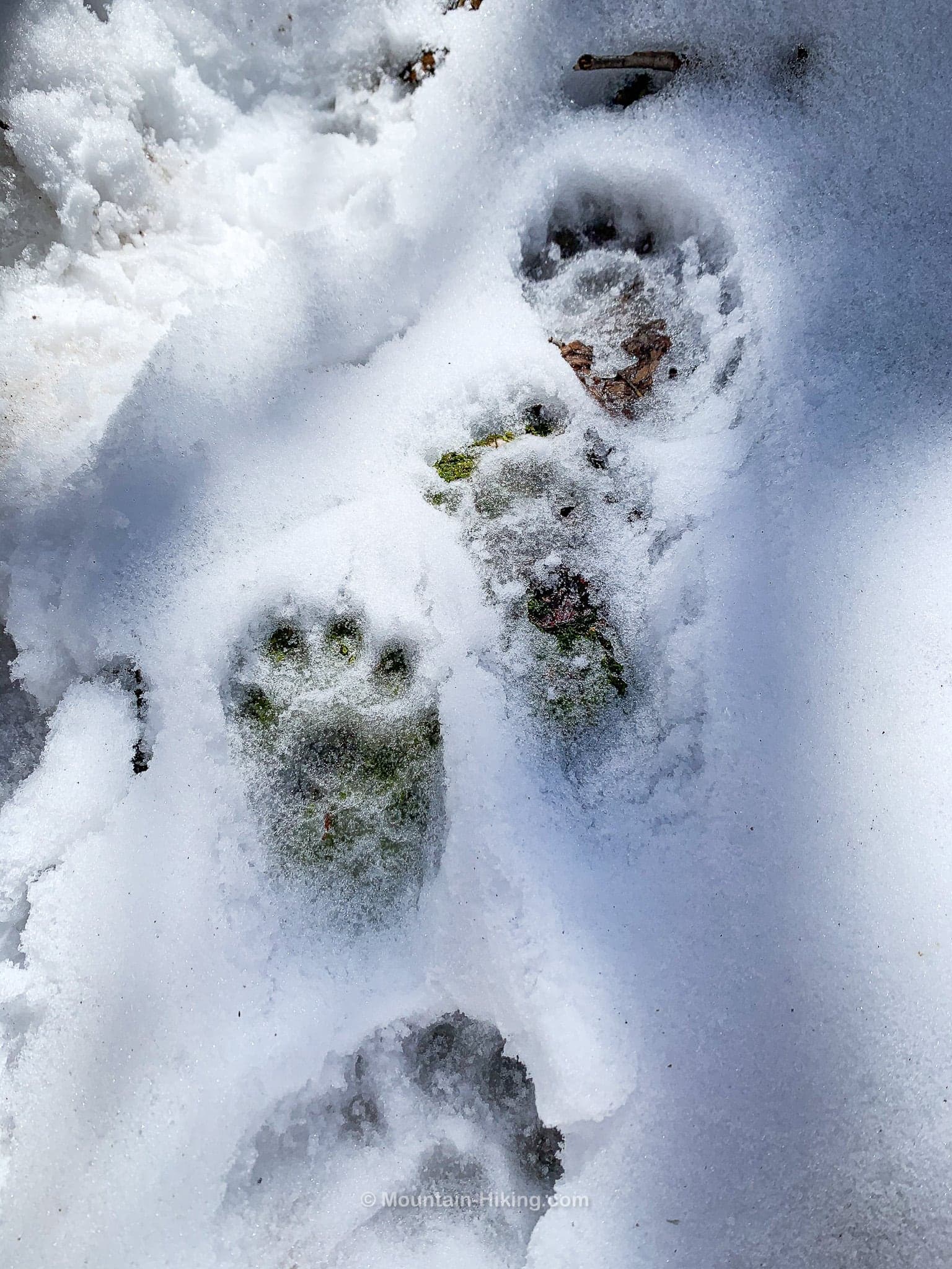 small bear prints in snow