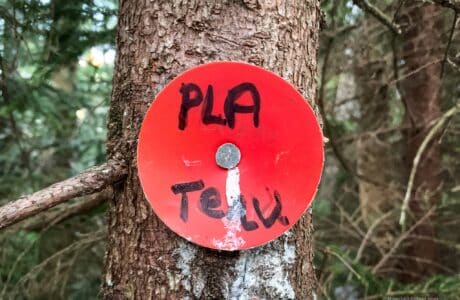 red plastic summit marker on young tree trunk