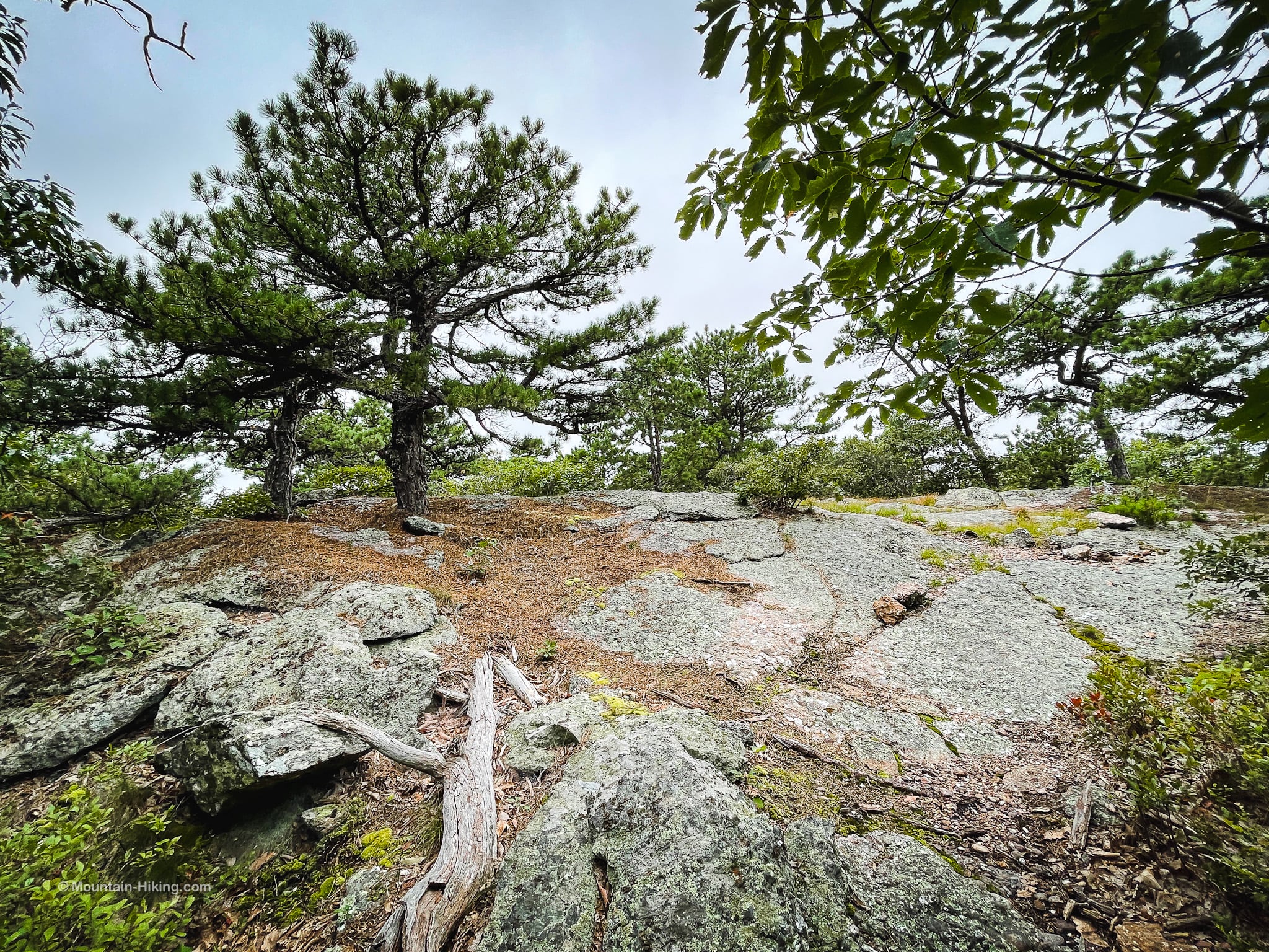 pine trees growing on bare rock on schunemunk mountain